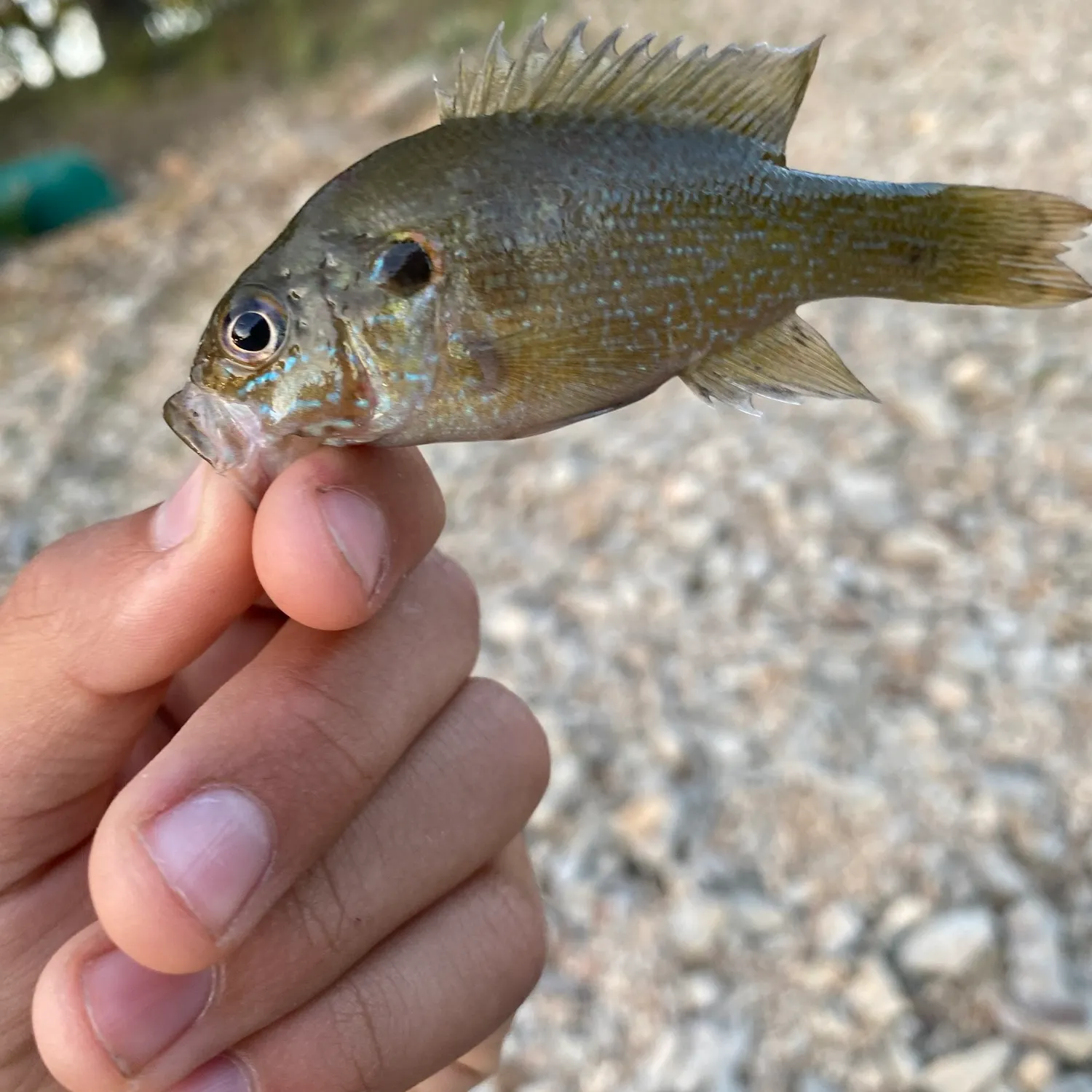 Green sunfish caught on Fishbrain