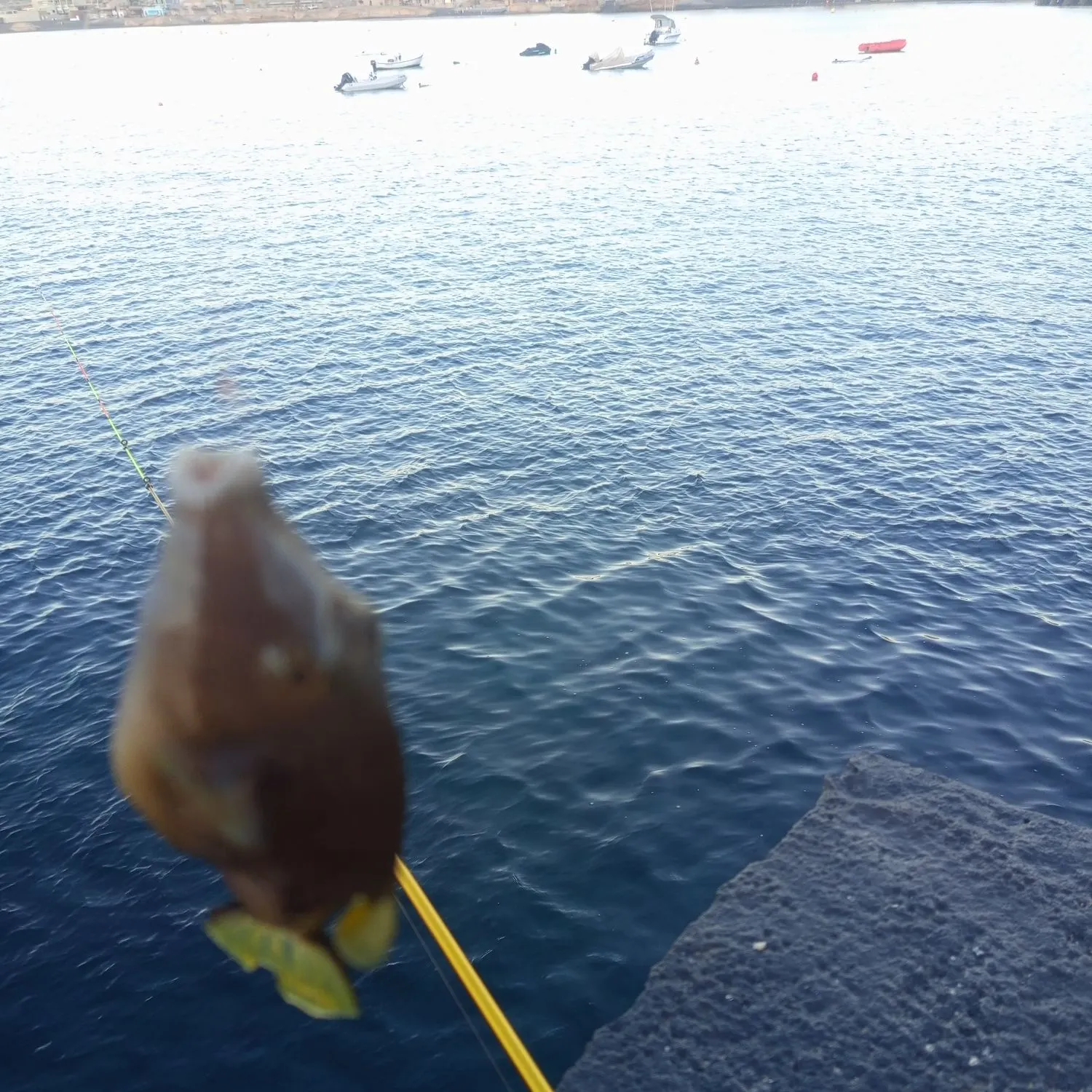 The most recent Reticulated pufferfish catches on Fishbrain