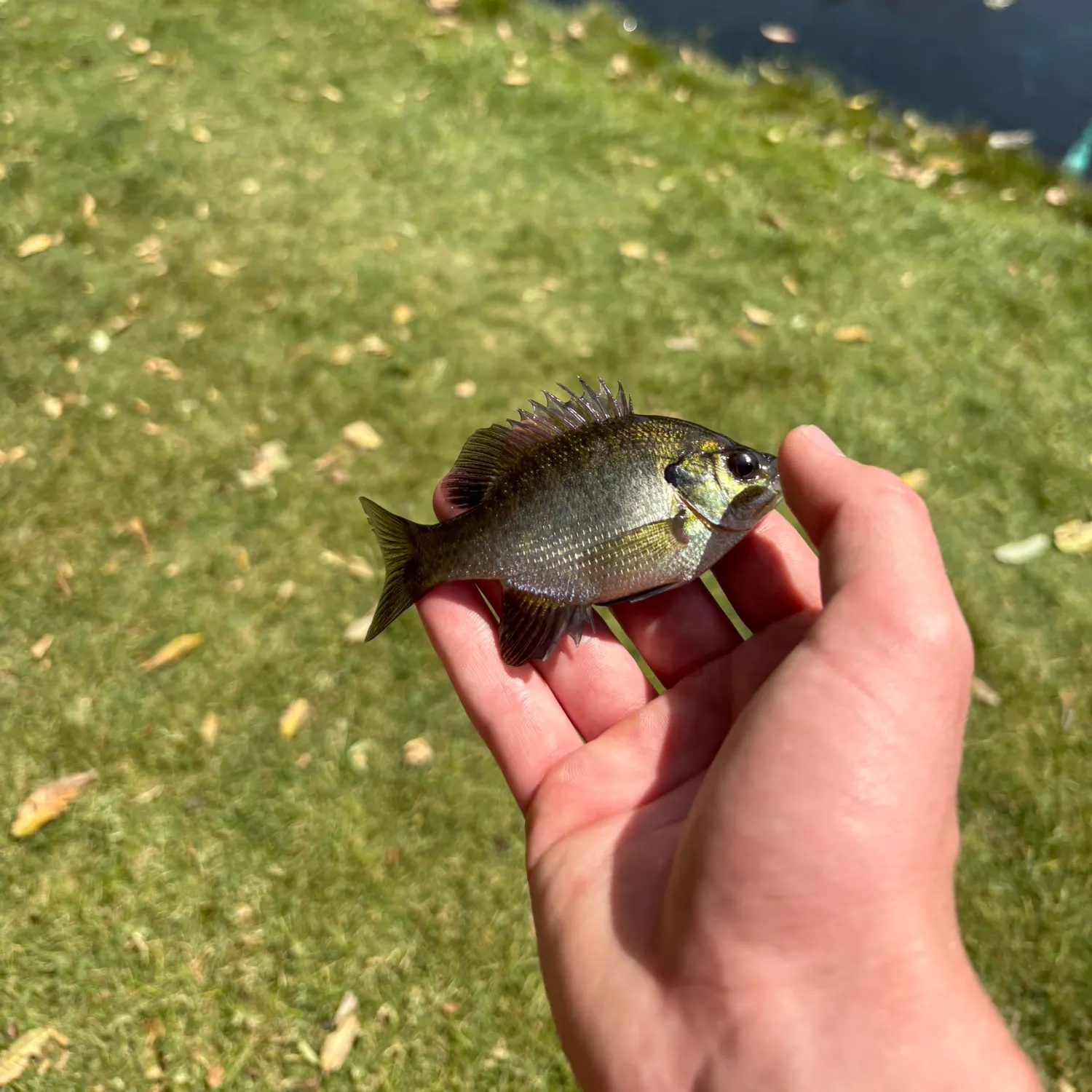 Bluegill caught on Fishbrain
