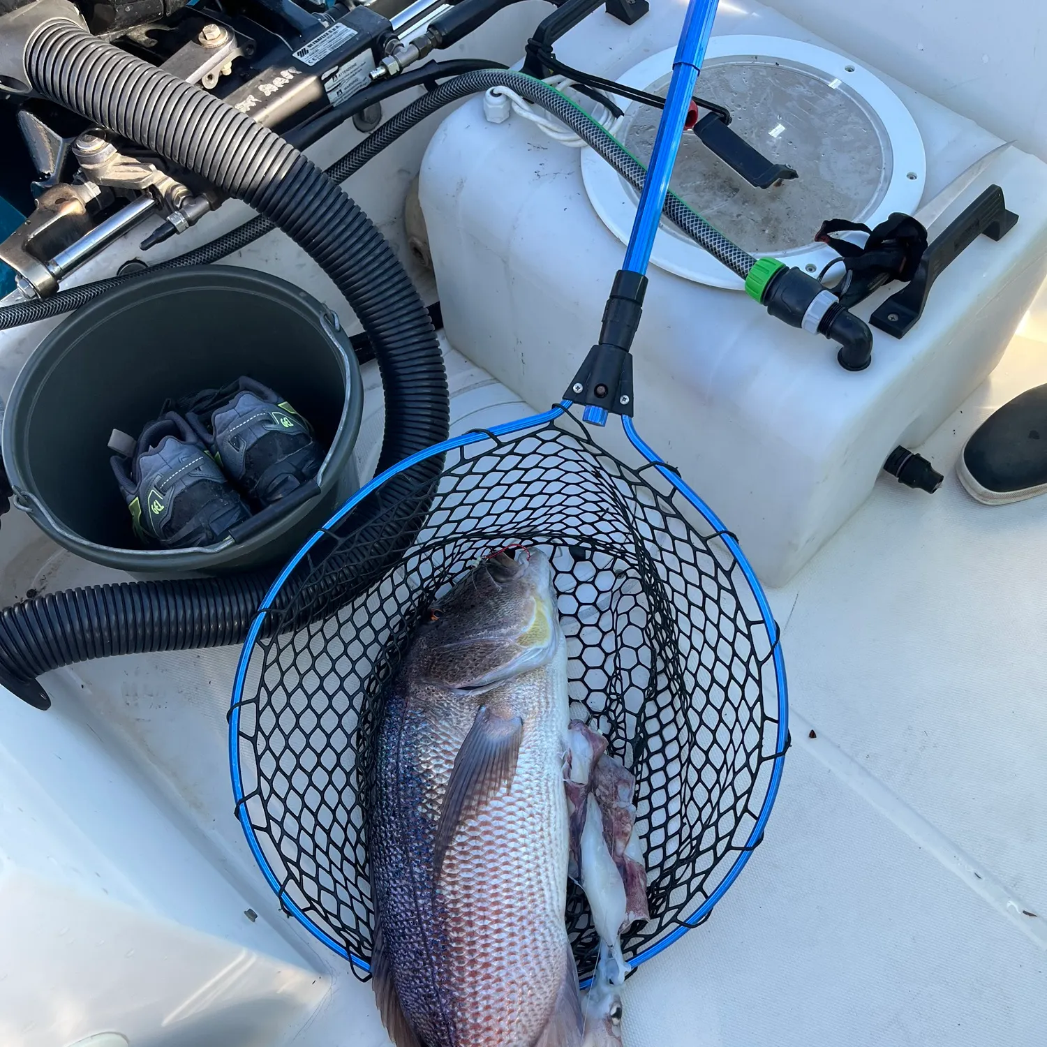The most recent Common dentex catches on Fishbrain