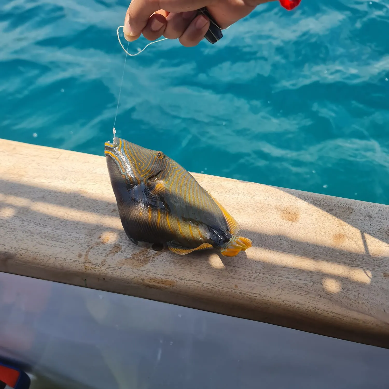 The most recent Orange-lined triggerfish catches on Fishbrain