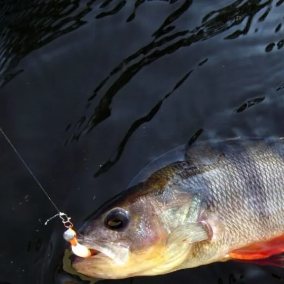Fish caught on Fishbrain