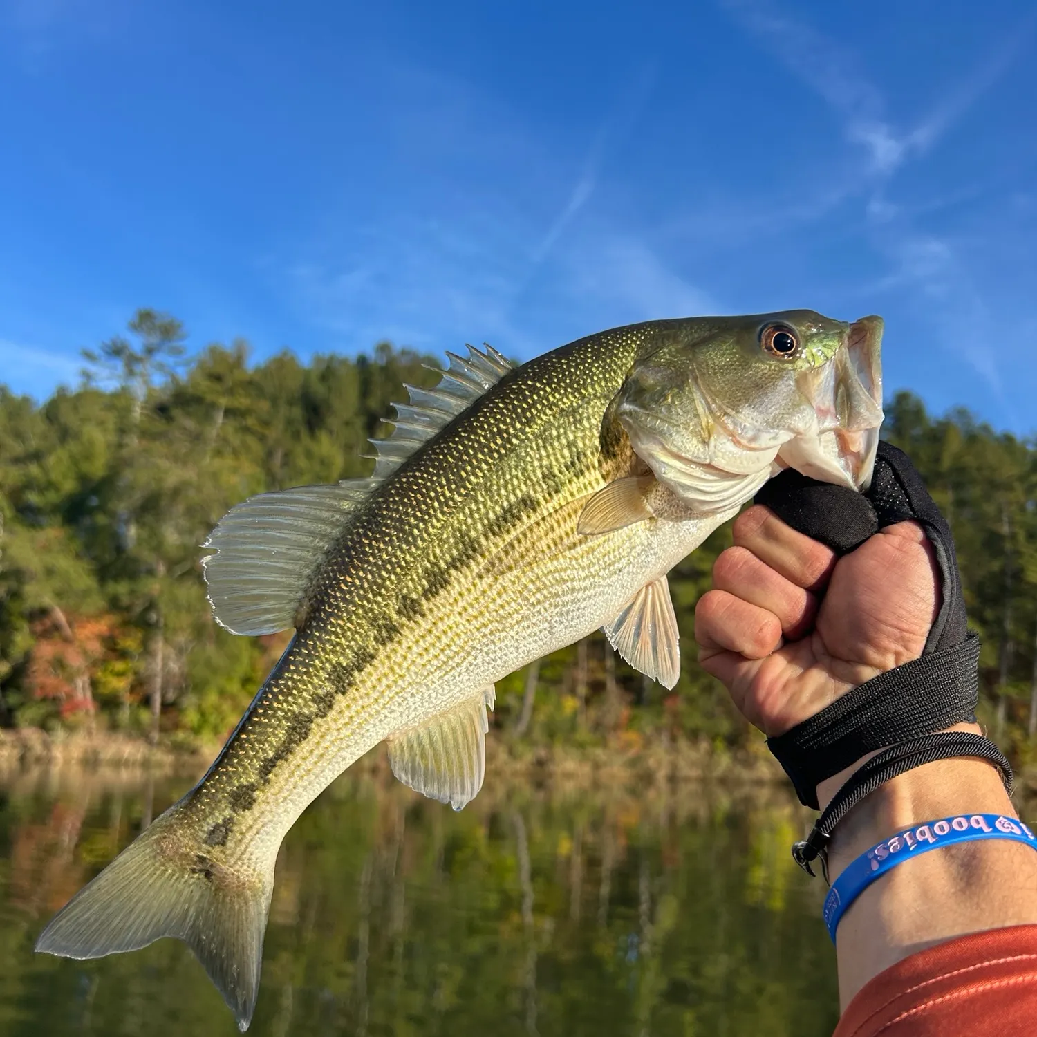 Spotted bass caught on Fishbrain