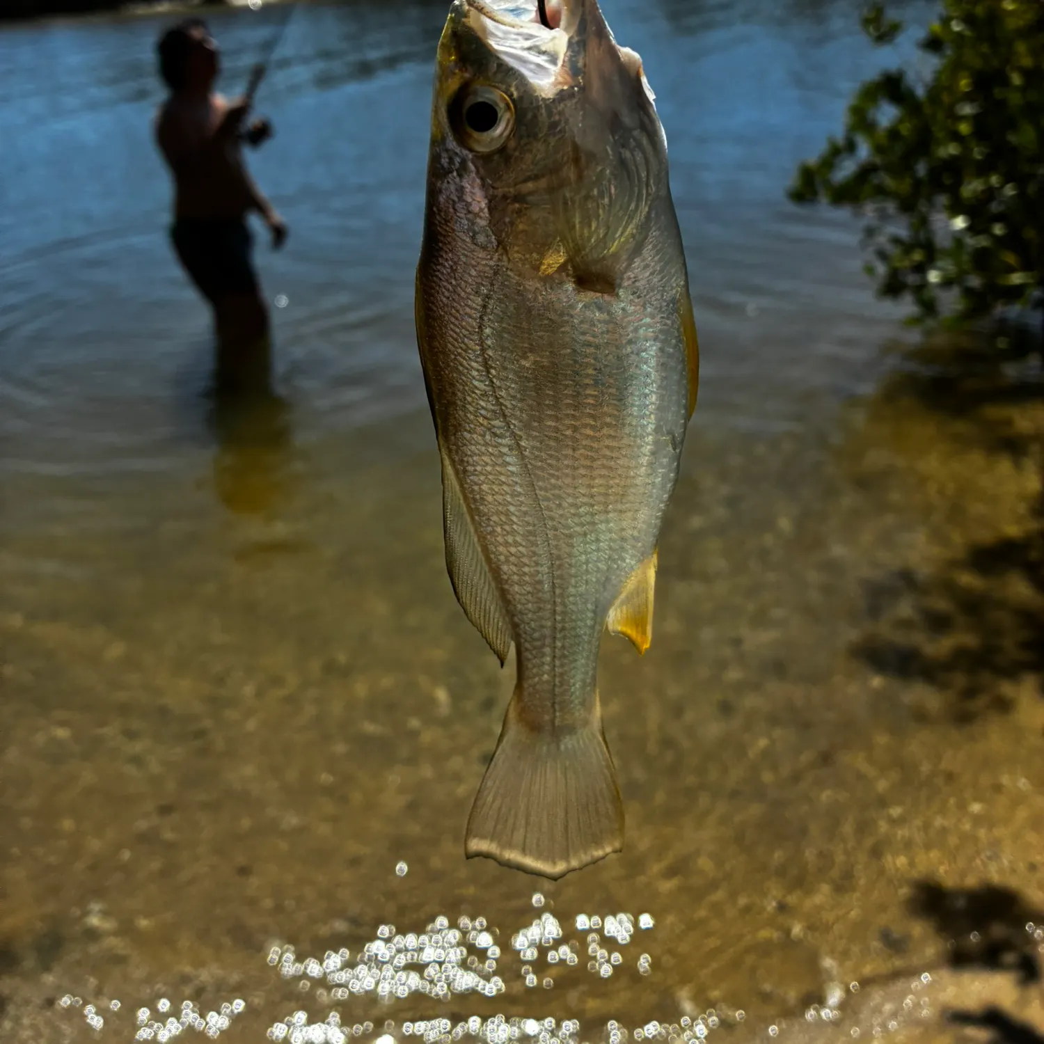 The most recent Silver perch catches on Fishbrain