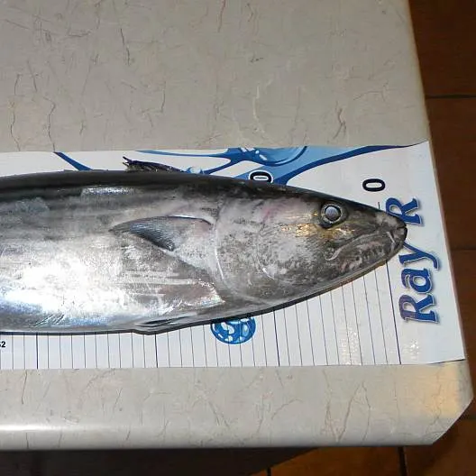 The most recent Australian bonito catches on Fishbrain