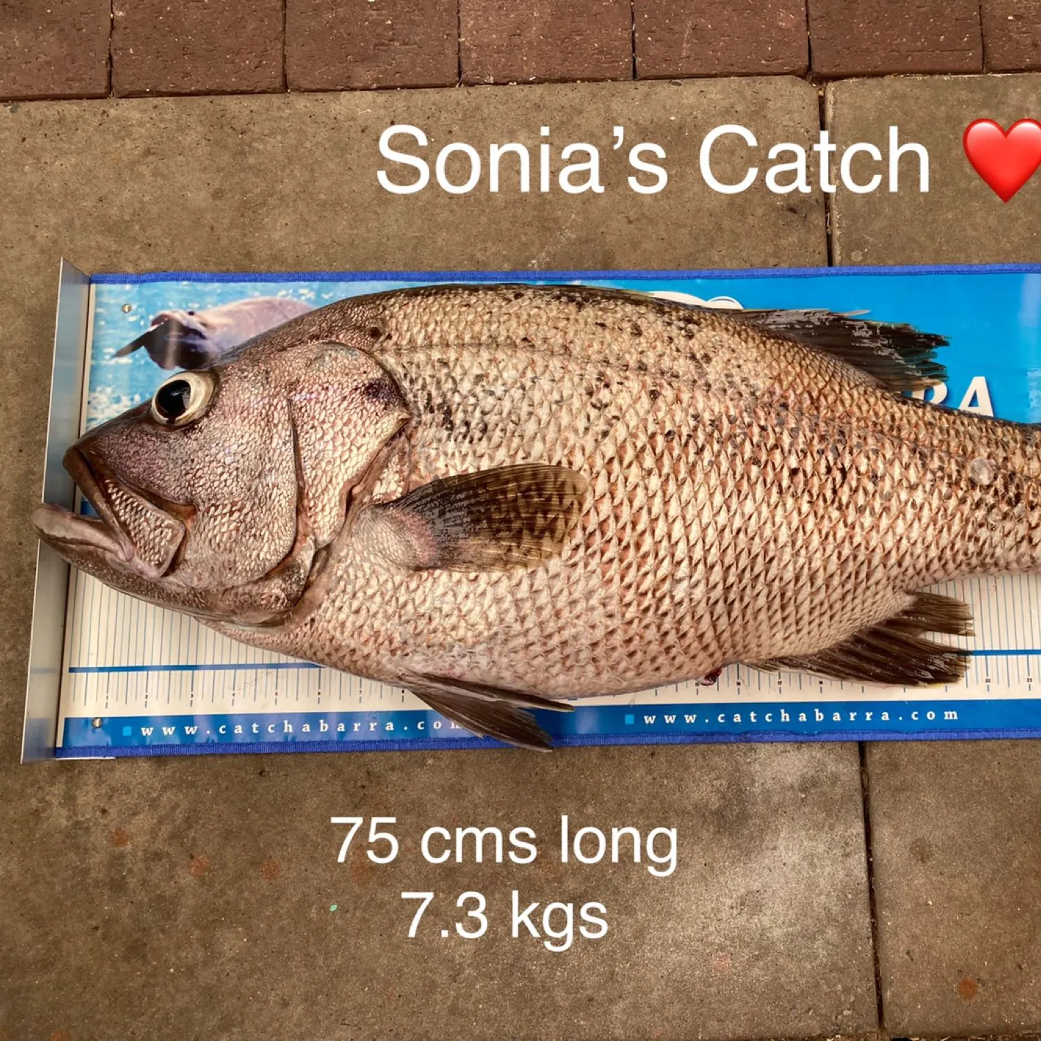 recently logged catches