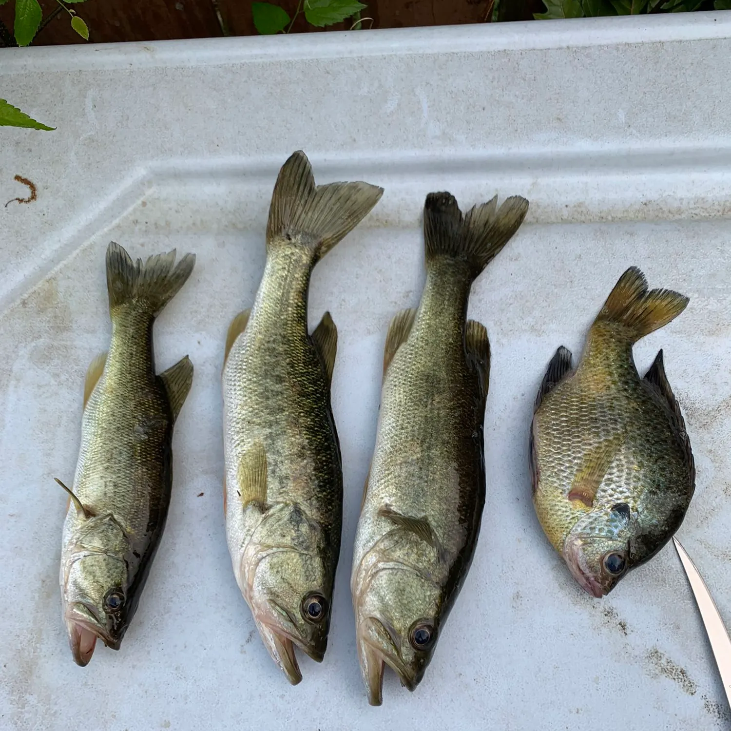 recently logged catches