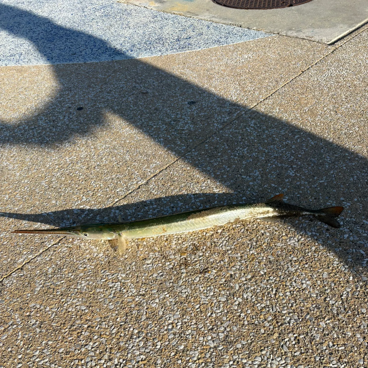 The most recent Pacific agujon needlefish catches on Fishbrain