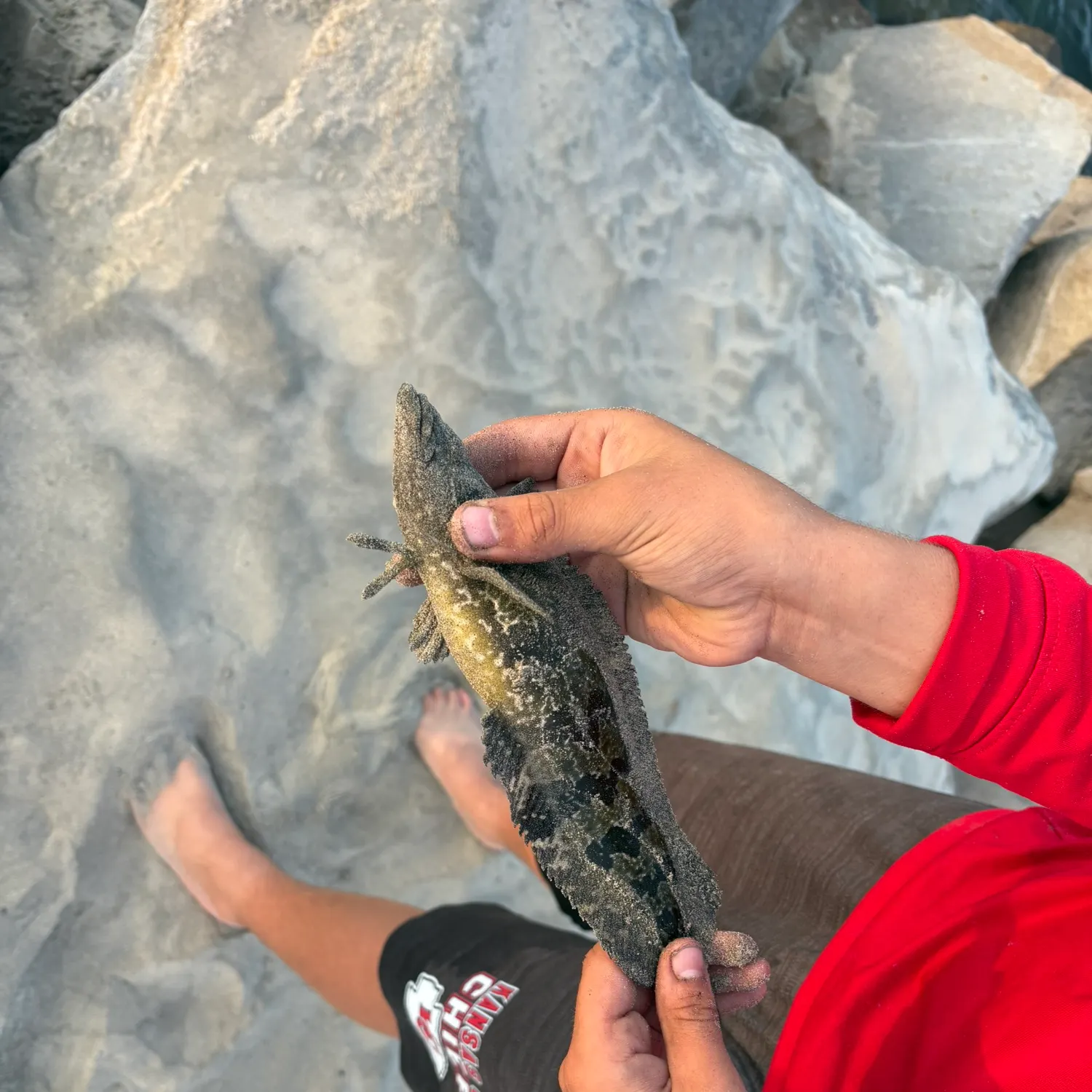 The most recent Giant kelpfish catches on Fishbrain