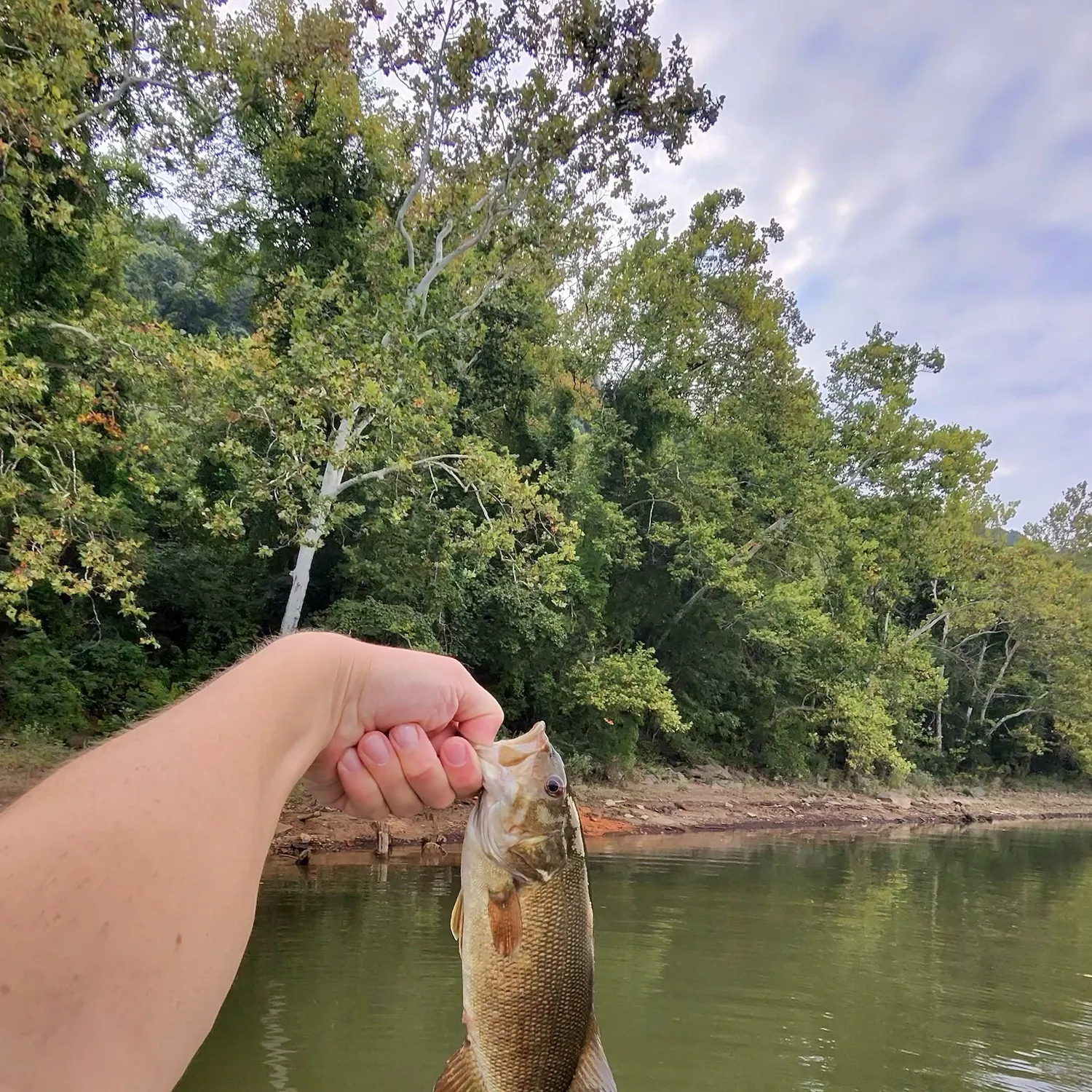 Smallmouth bass caught on Fishbrain