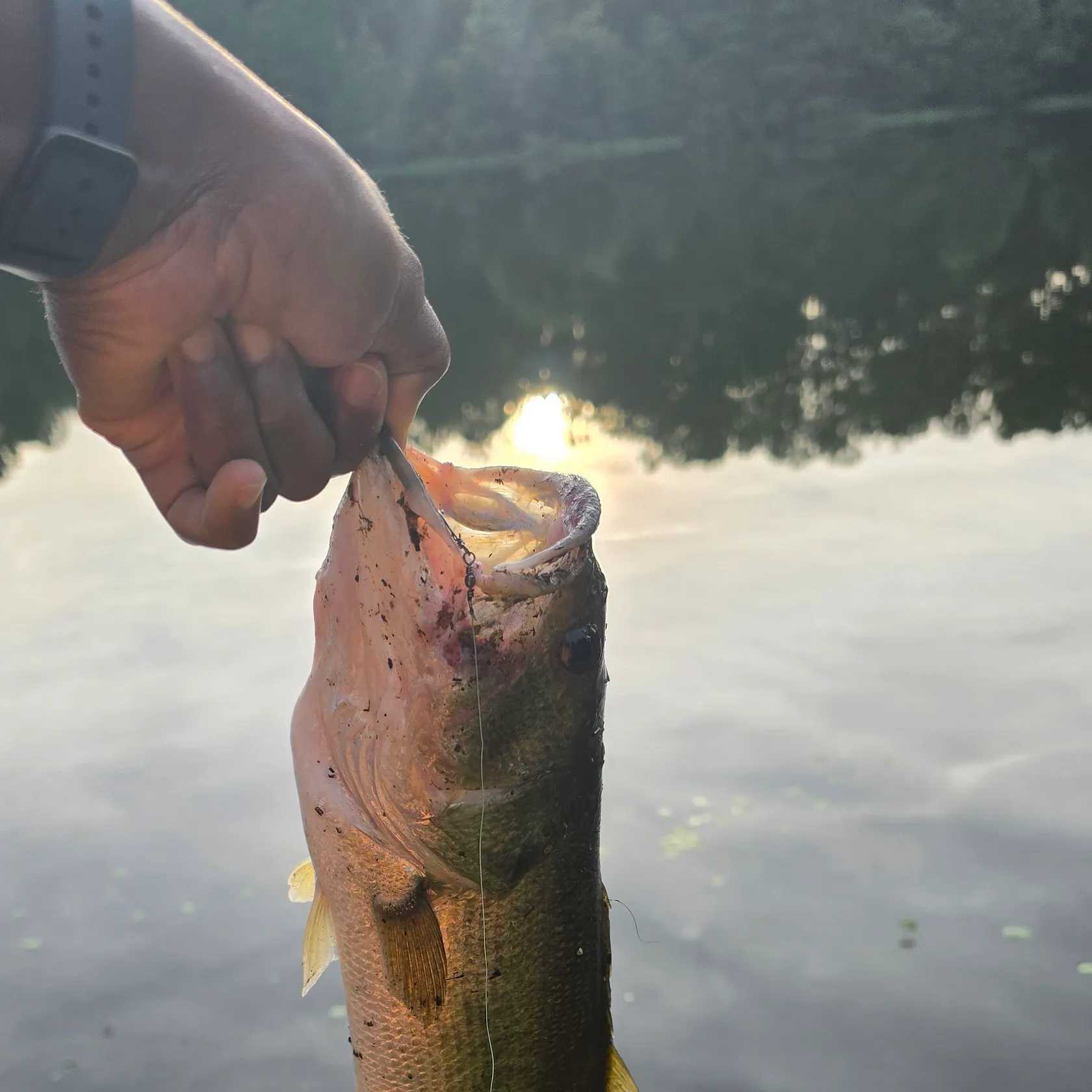 Largemouth bass caught on Fishbrain