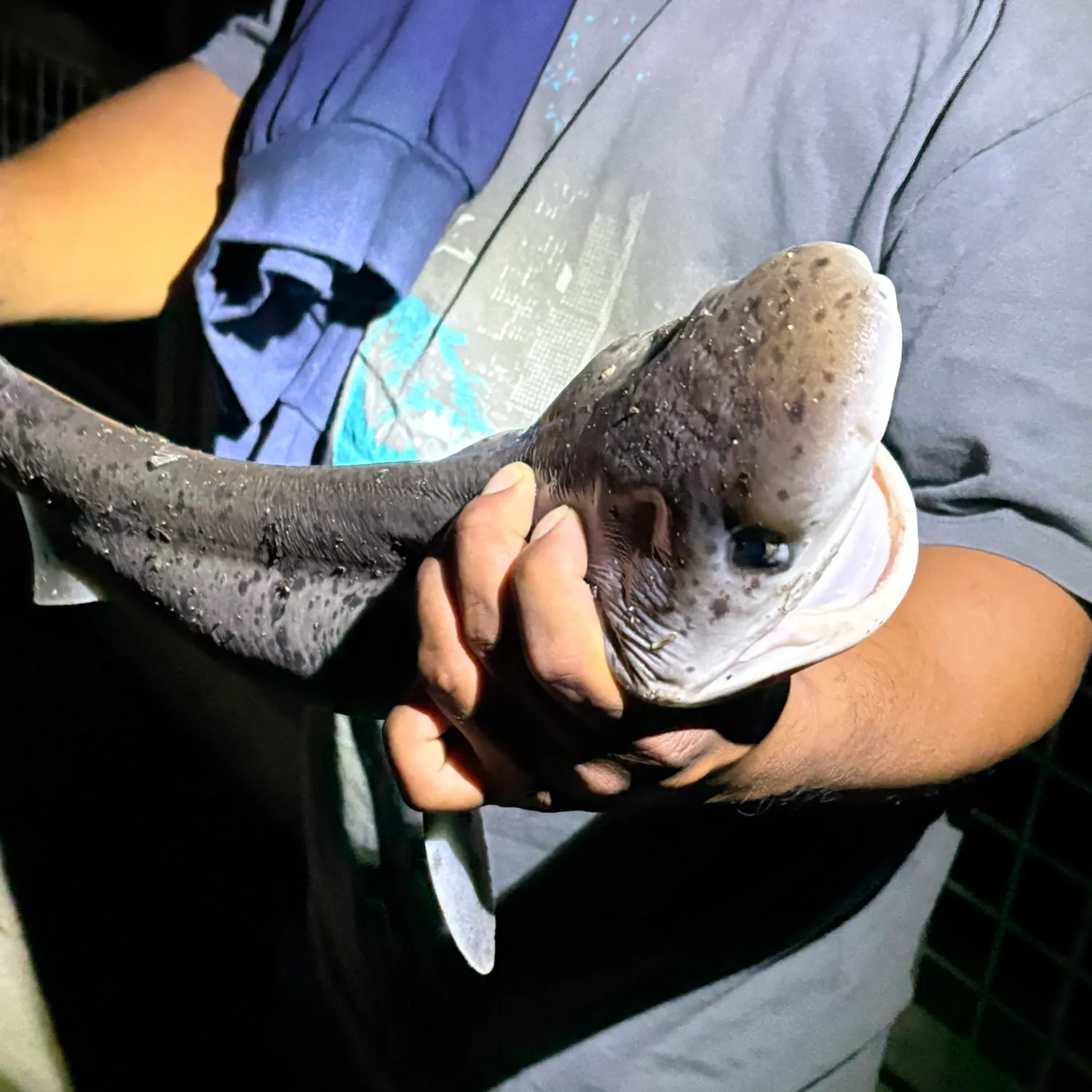 The most recent Tiger shark catches on Fishbrain