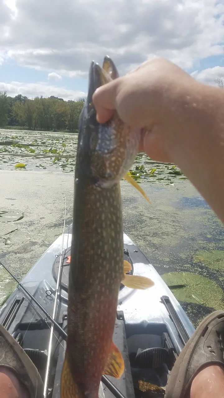 Post image from big54bob