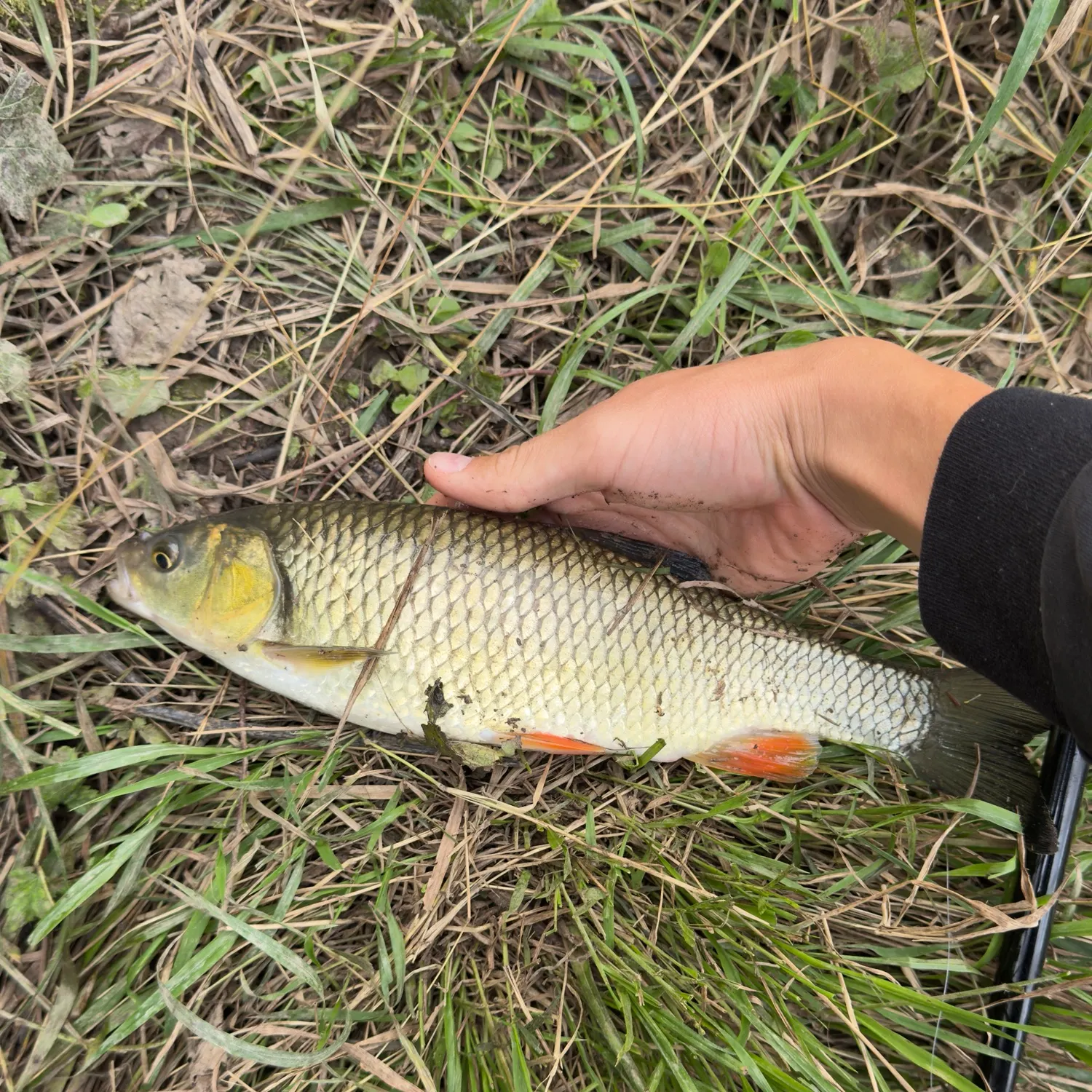 European chub caught on Fishbrain