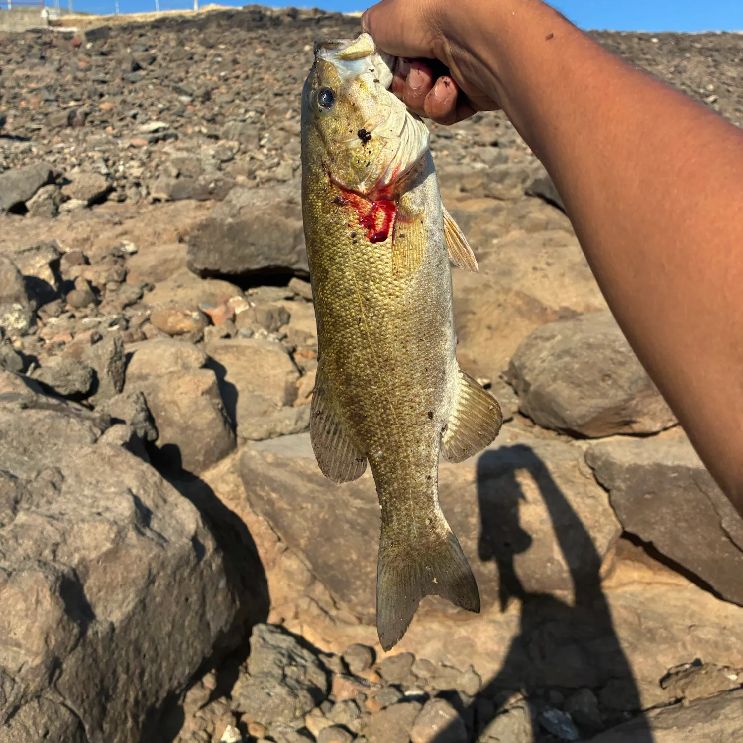 Smallmouth bass caught on Fishbrain