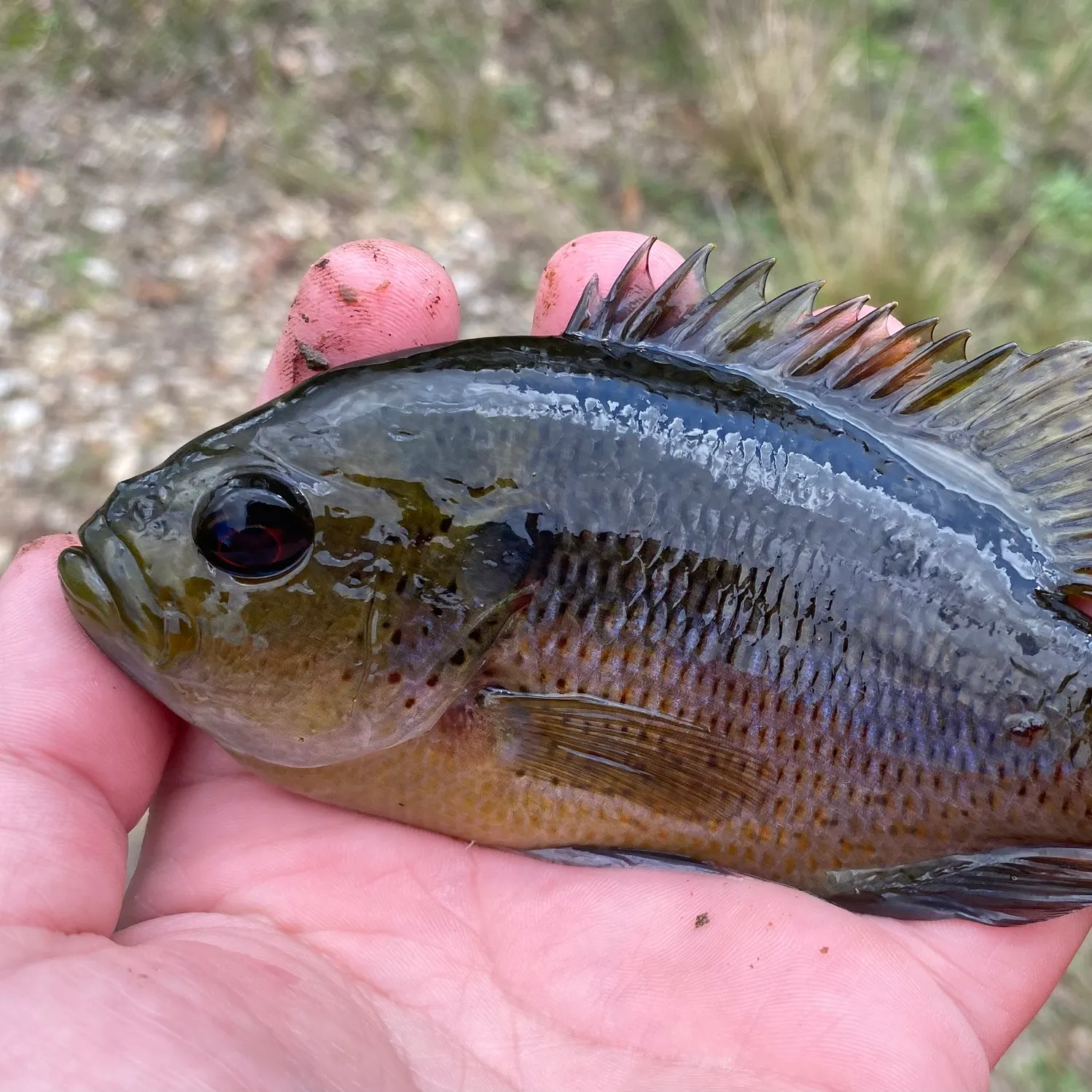 The most recent Spotted sunfish catches on Fishbrain