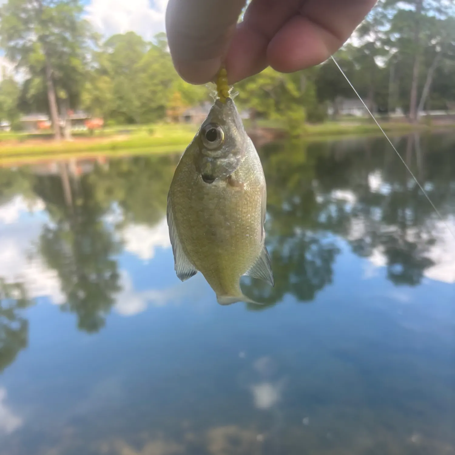 Bluegill caught on Fishbrain