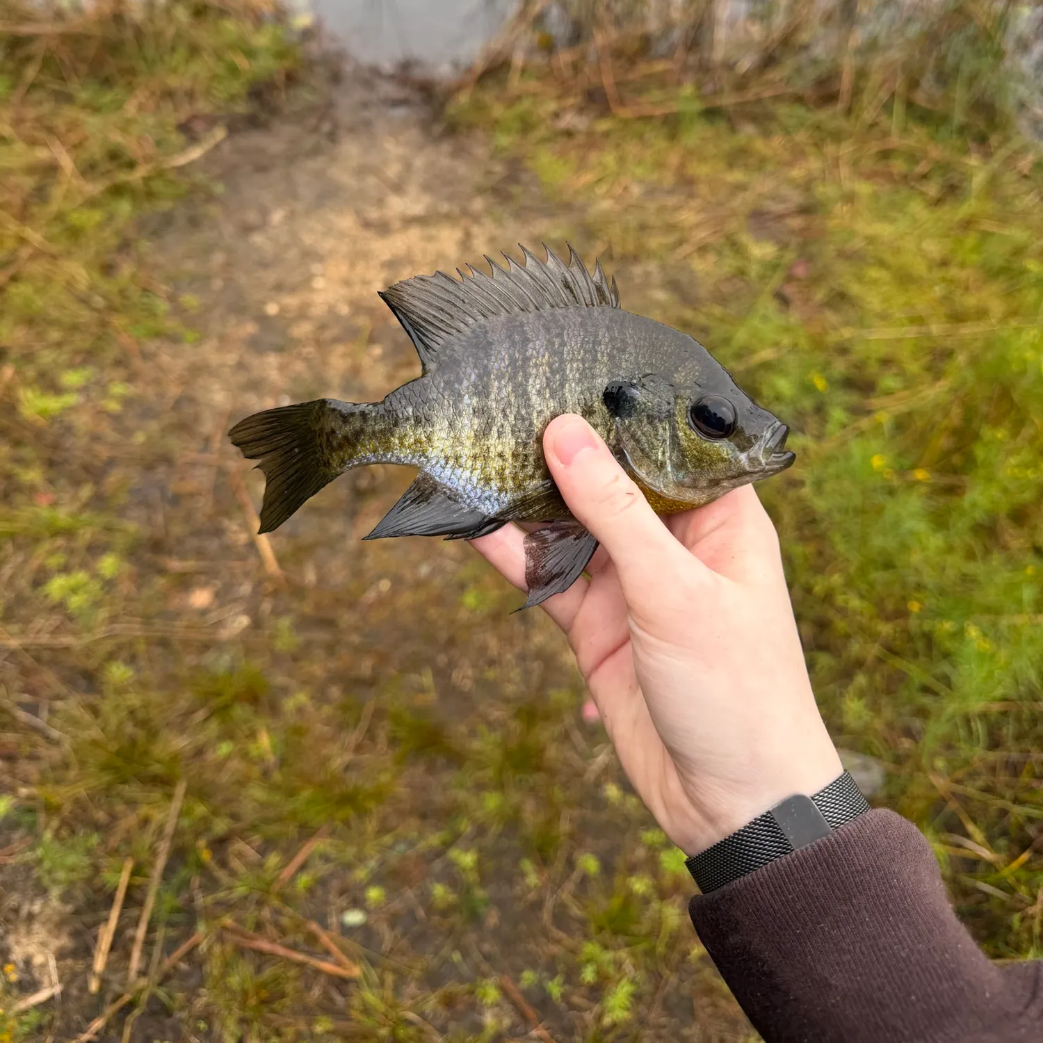 Bluegill caught on Fishbrain