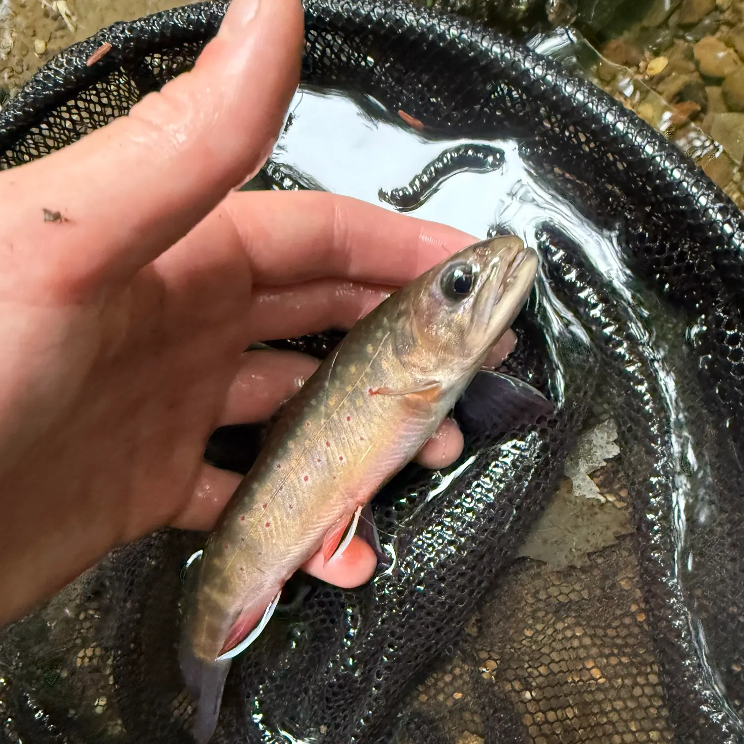 Brook trout caught on Fishbrain