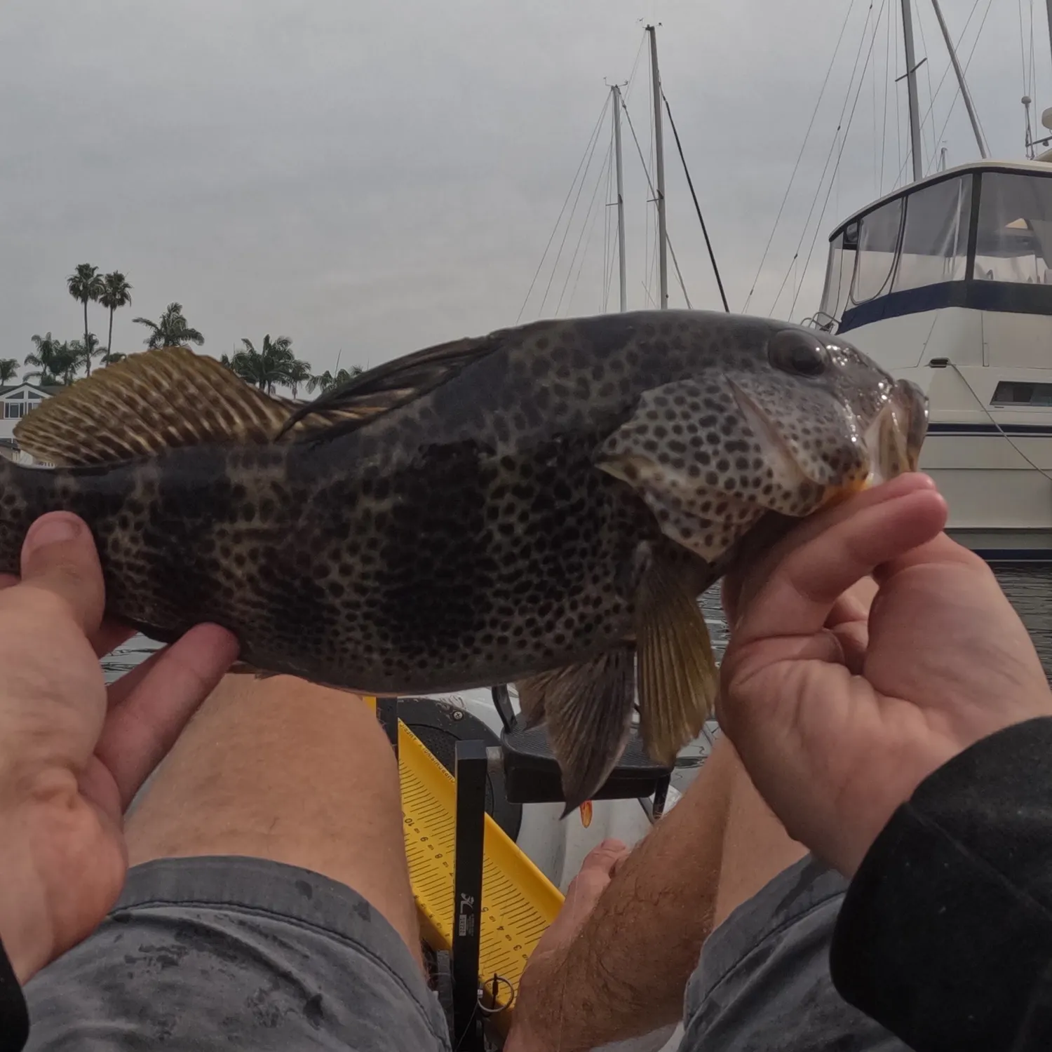 The most recent Spotted sand bass catches on Fishbrain
