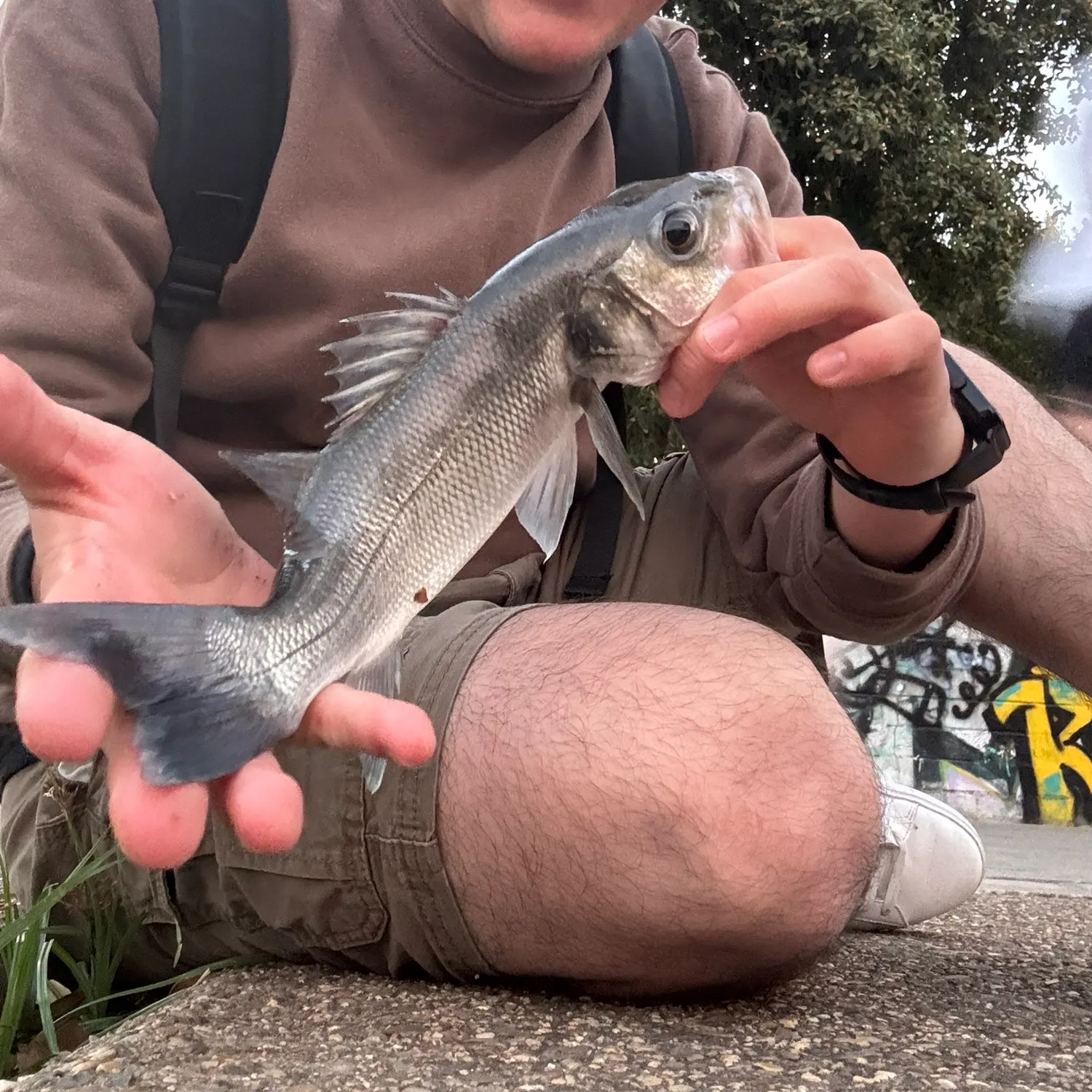 European seabass caught on Fishbrain