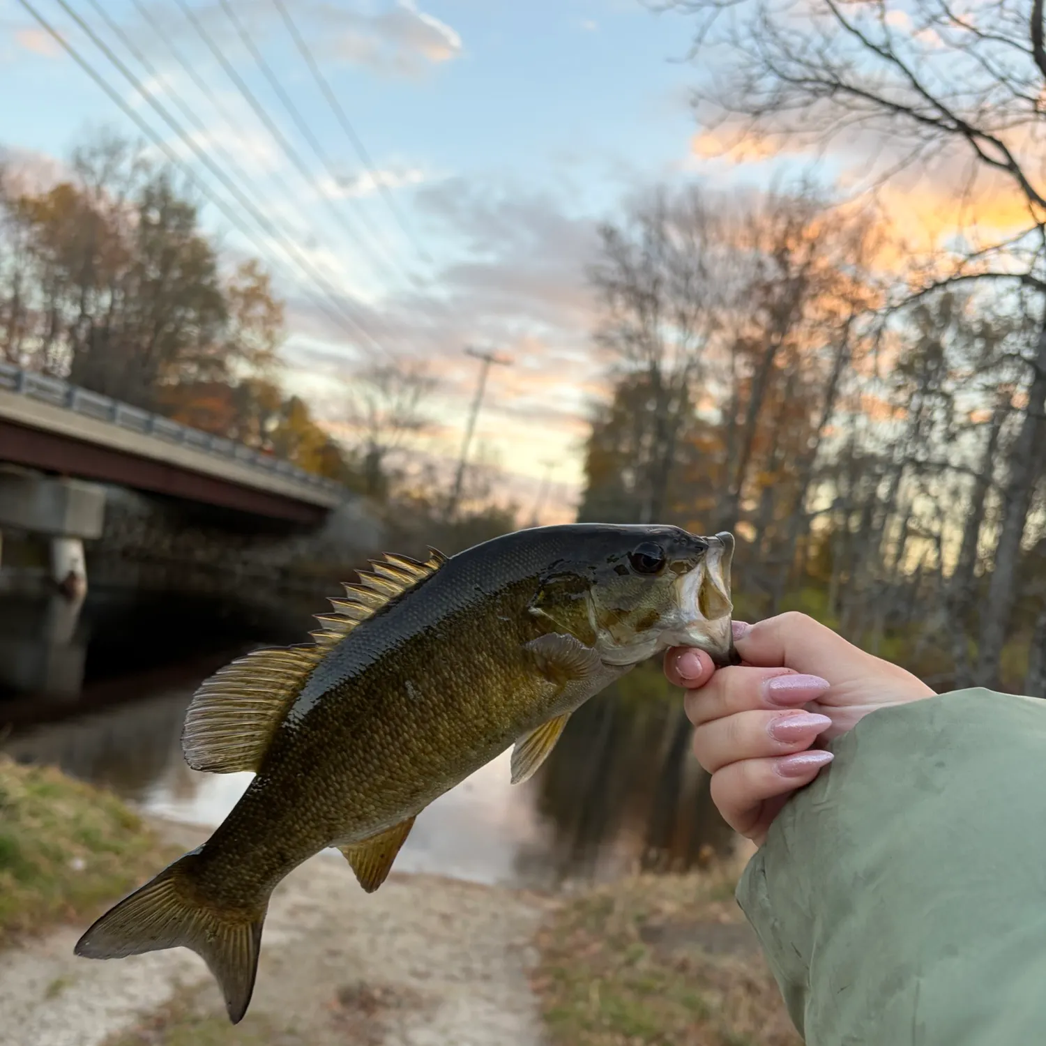 Smallmouth bass caught on Fishbrain