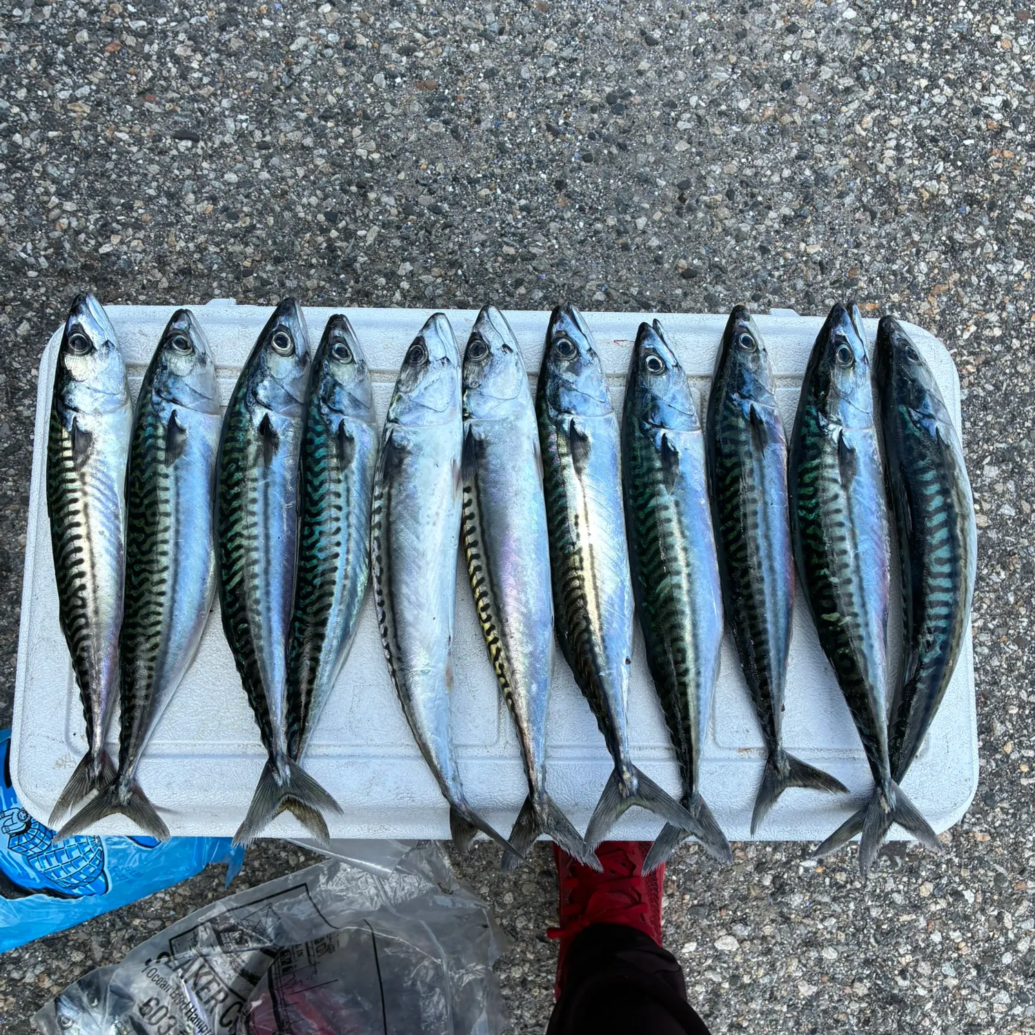 recently logged catches