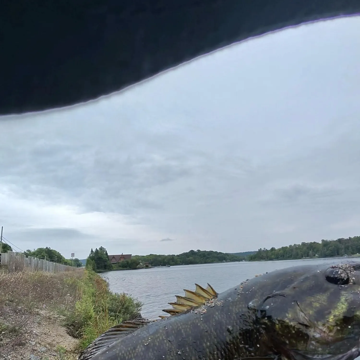 Smallmouth bass caught on Fishbrain