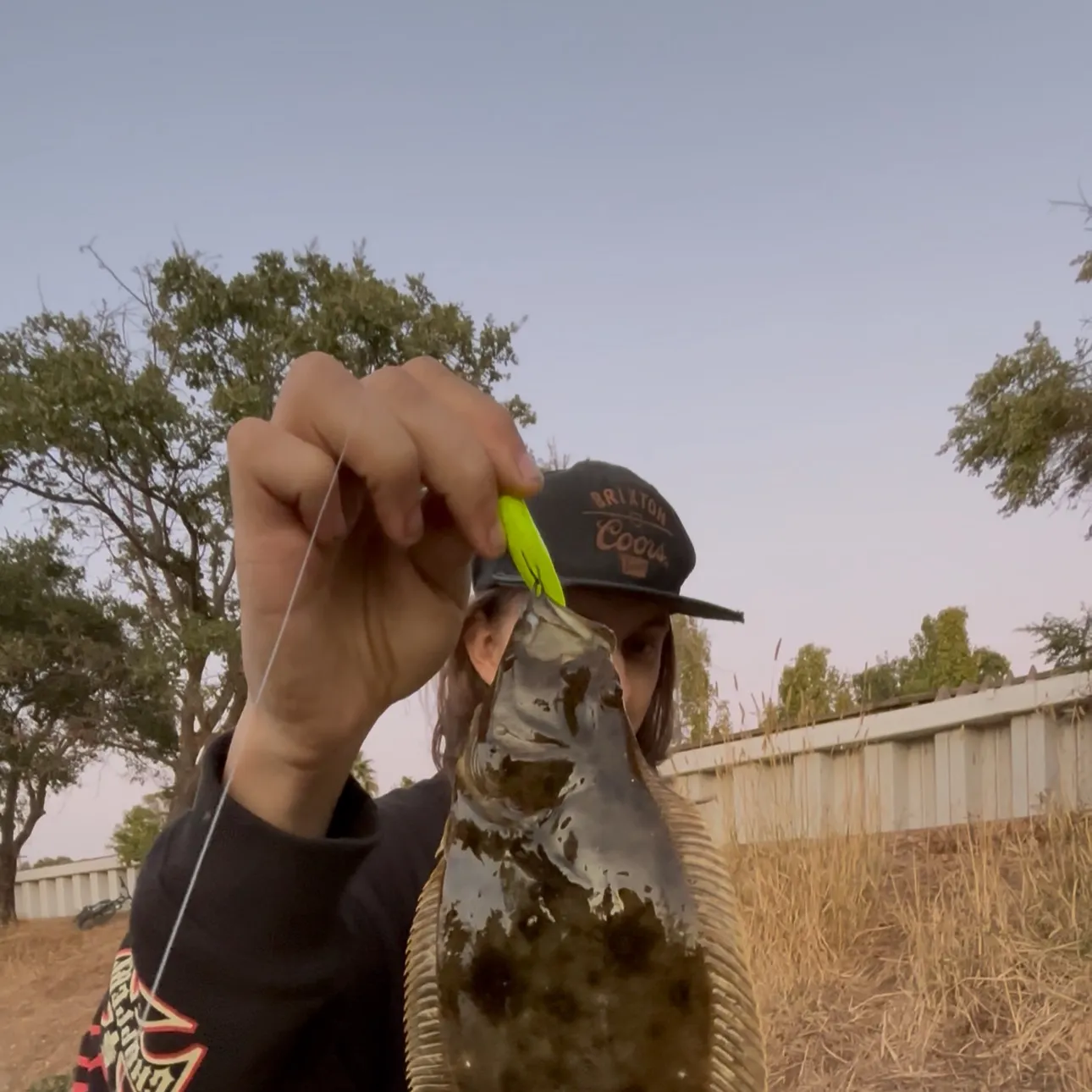 California halibut caught on Fishbrain