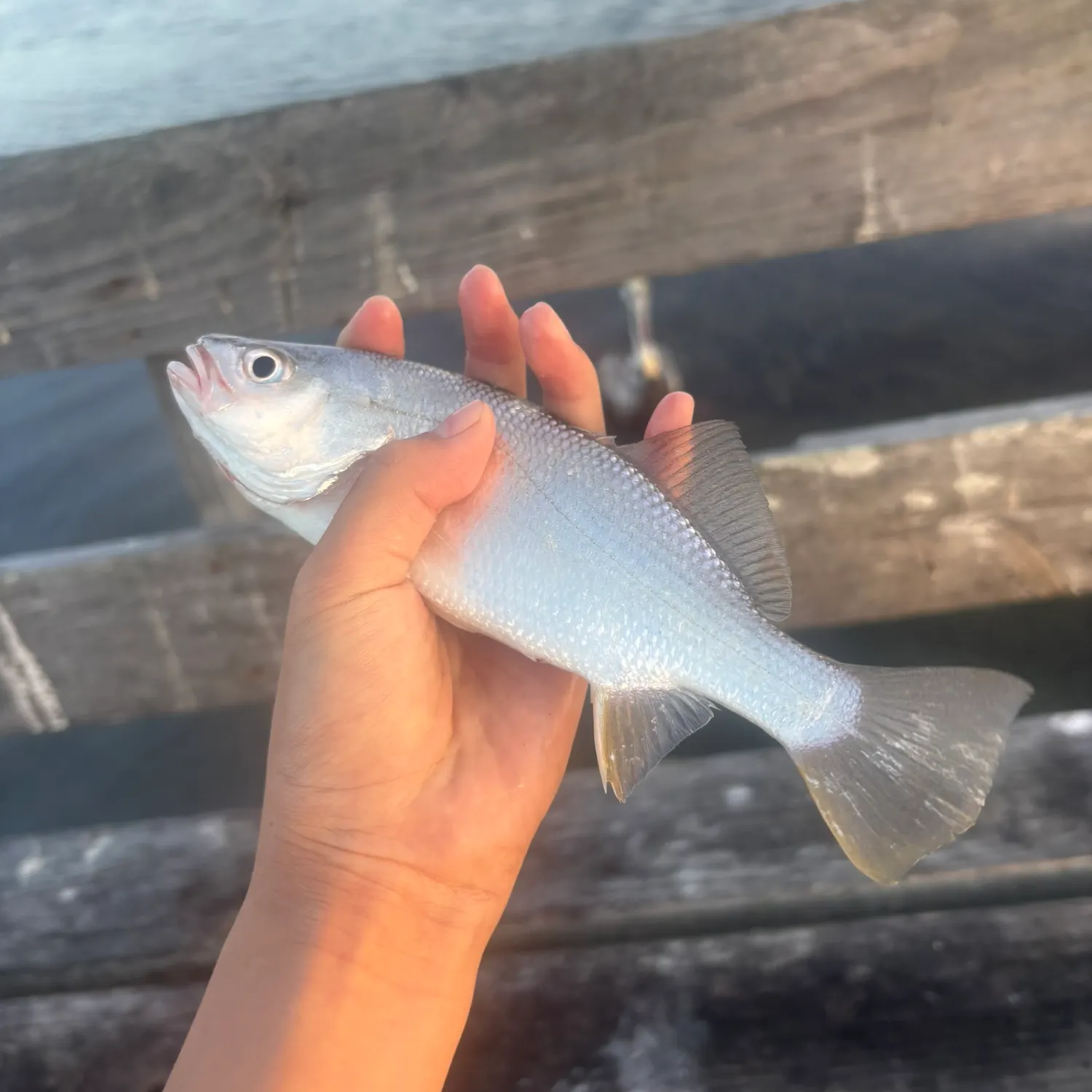 The most recent Silver perch catches on Fishbrain