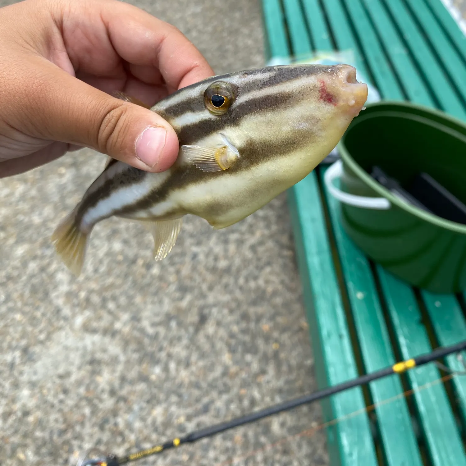 The most popular recent Rough Leatherjacket catch on Fishbrain