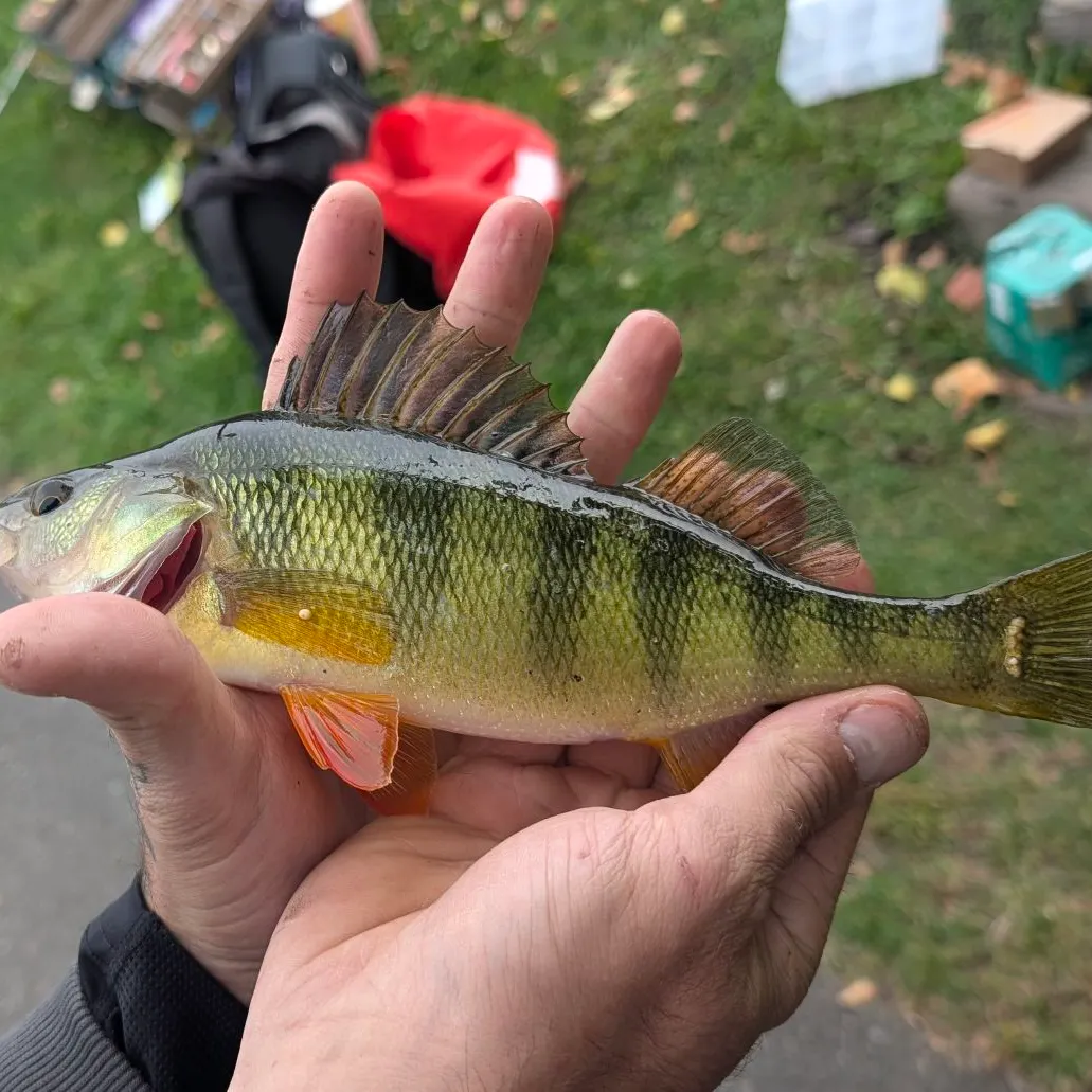 Yellow perch caught on Fishbrain