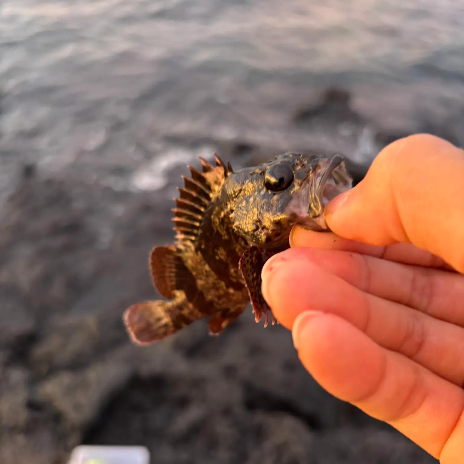 The most recent Marbled Rockfish catches on Fishbrain