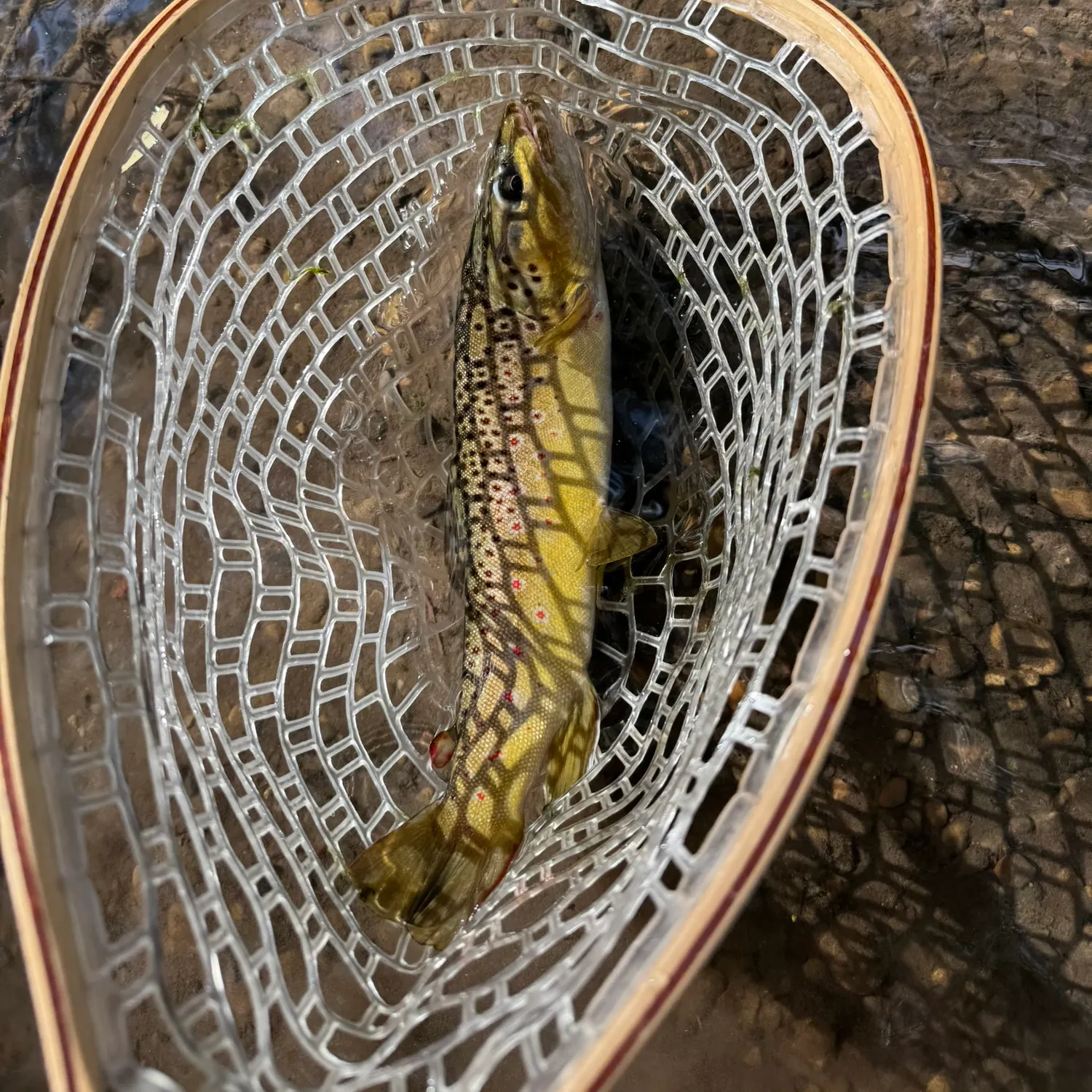 Brown trout caught on Fishbrain