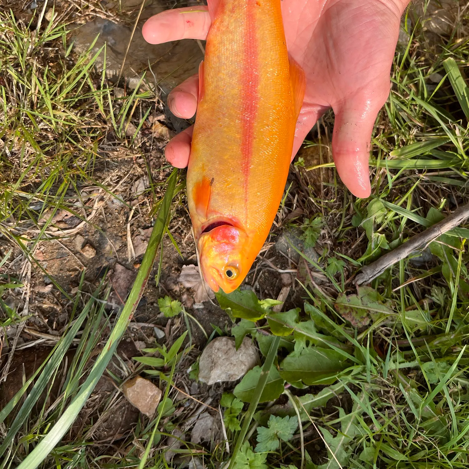 The most recent Golden rainbow trout catches on Fishbrain