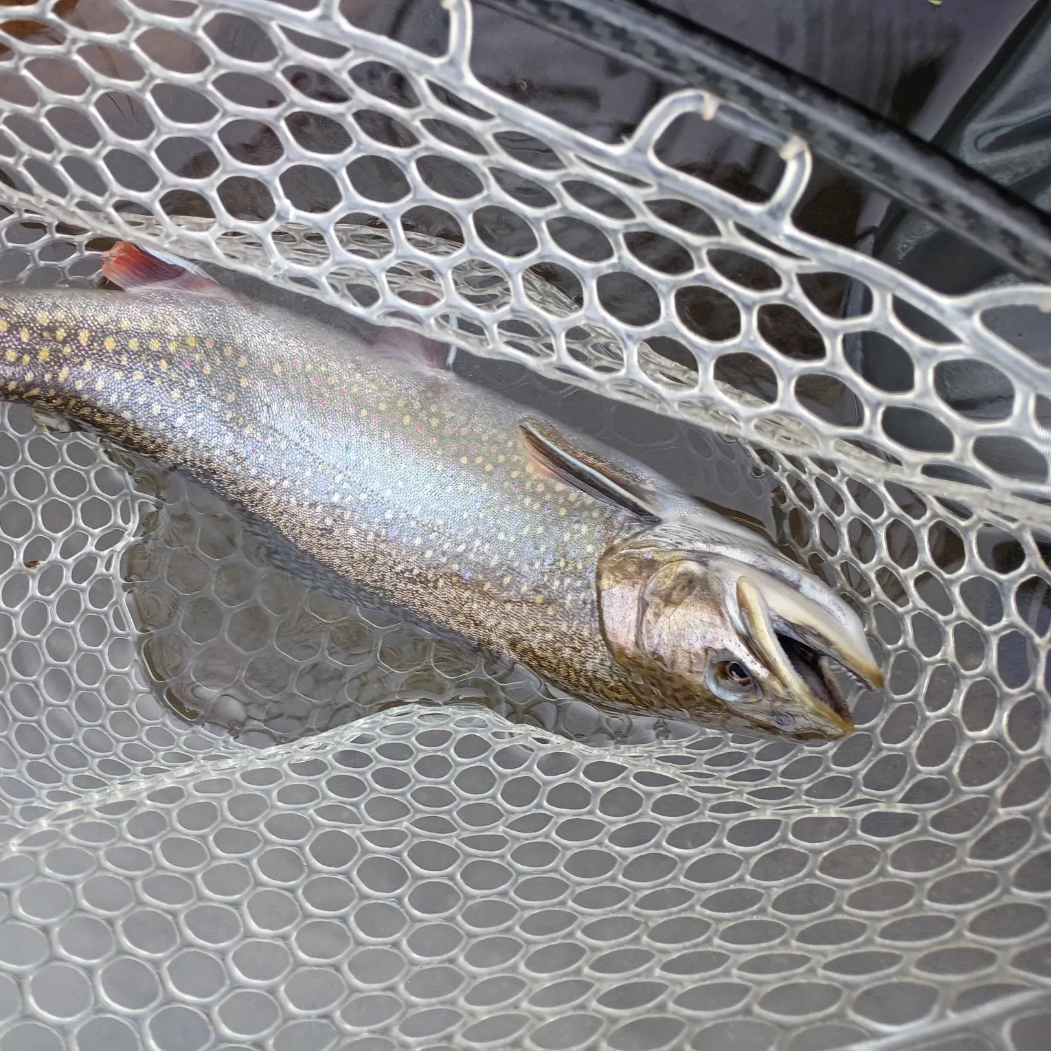 Brook trout caught on Fishbrain