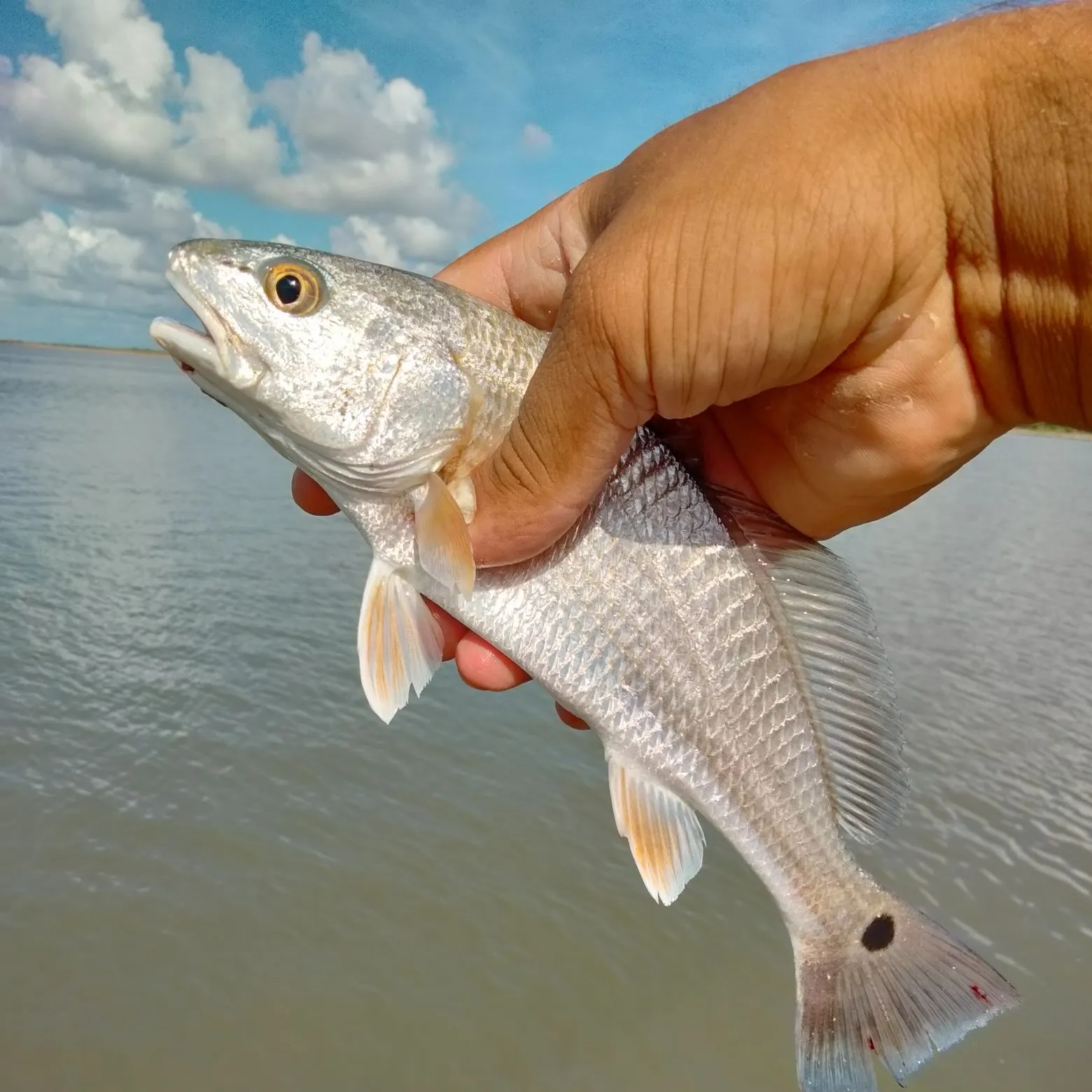 The most recent Red drum catches on Fishbrain