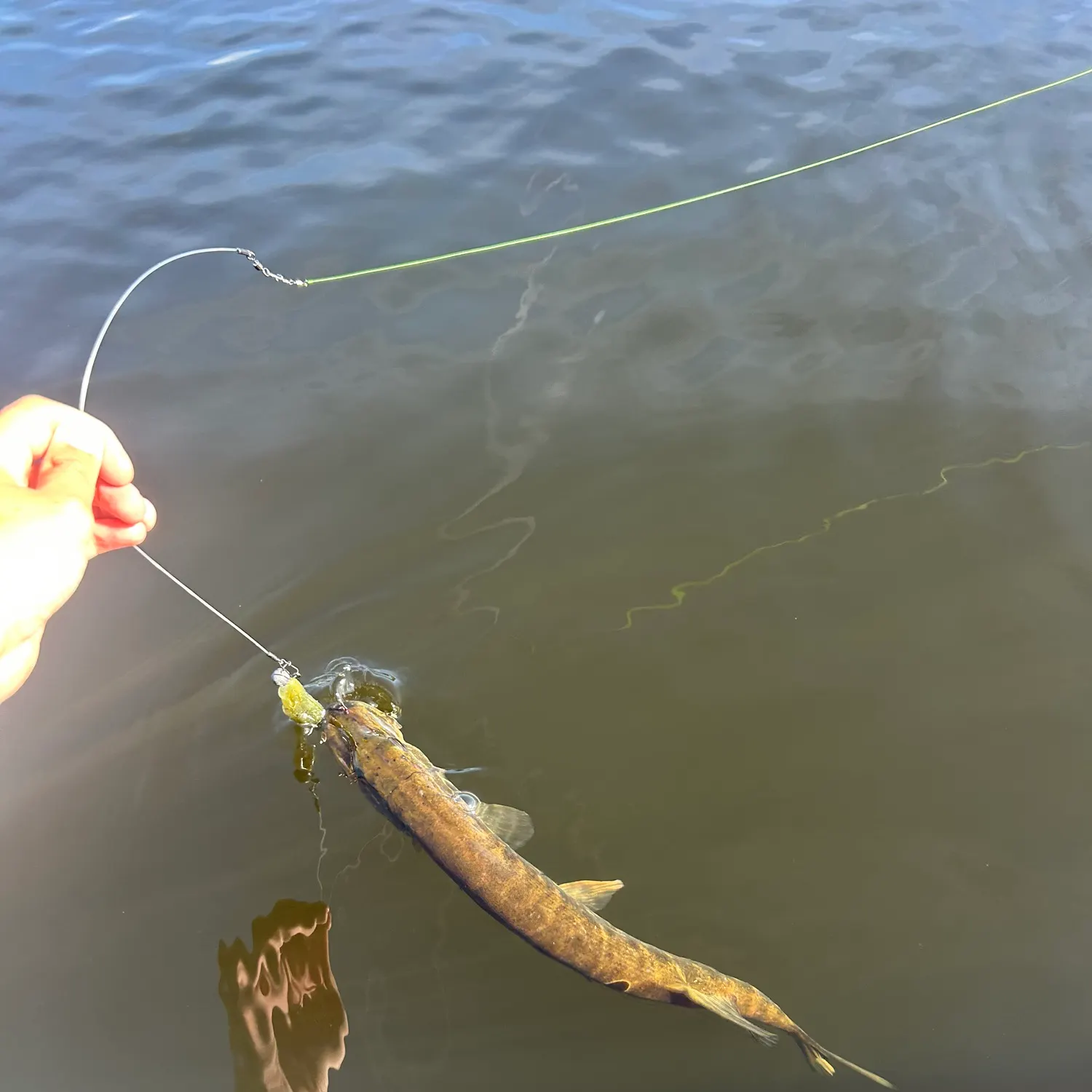 Northern pike caught on Fishbrain