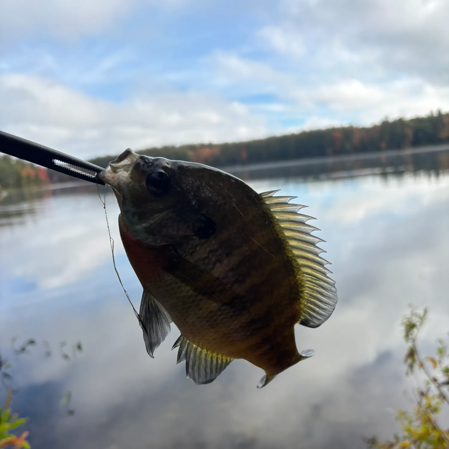 Bluegill caught on Fishbrain