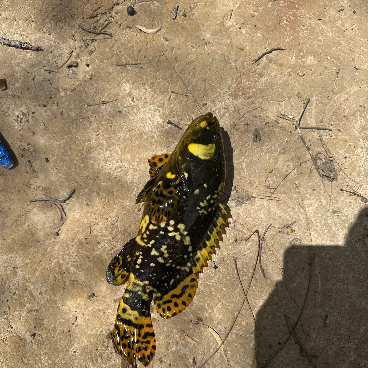 The most recent Giant grouper catches on Fishbrain