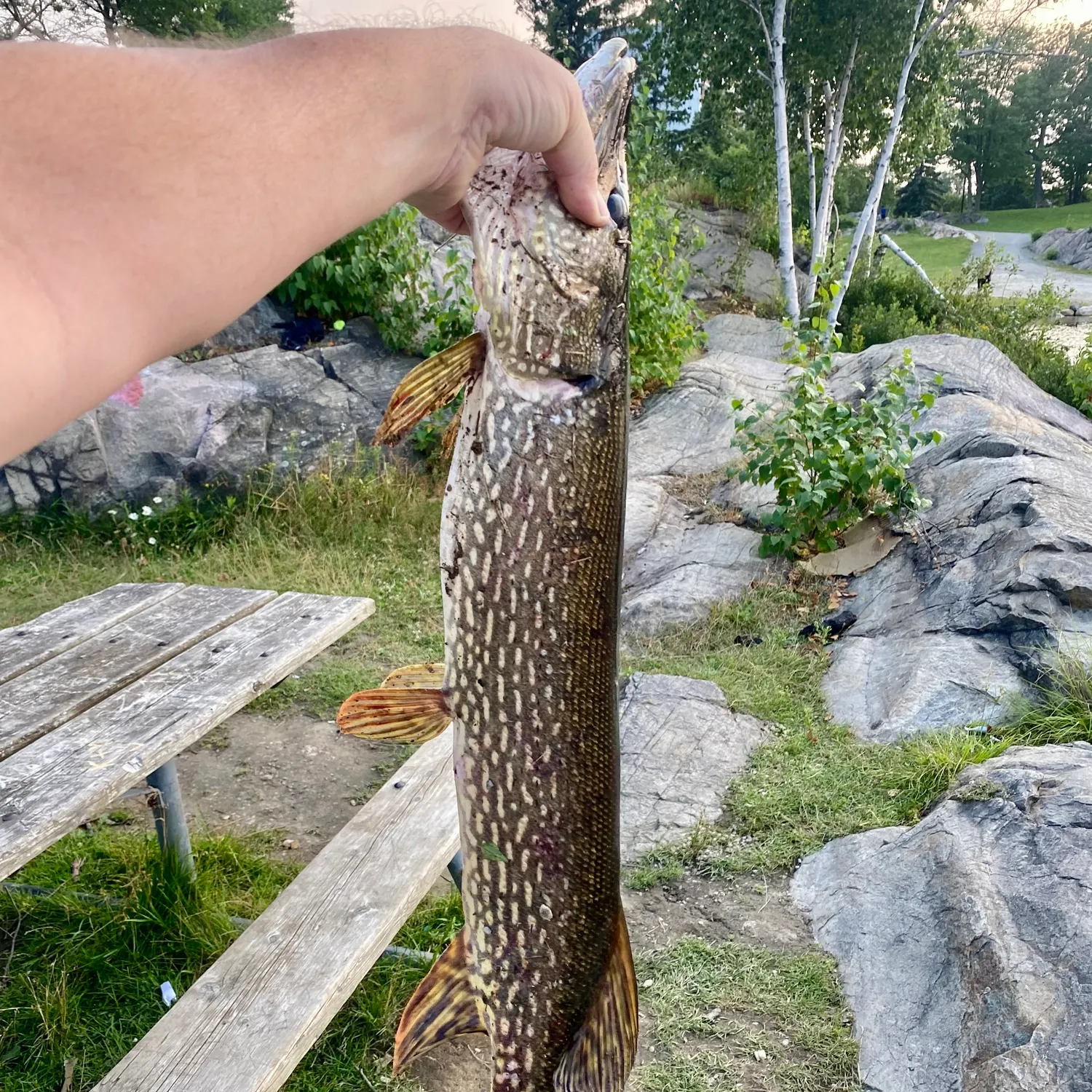 recently logged catches