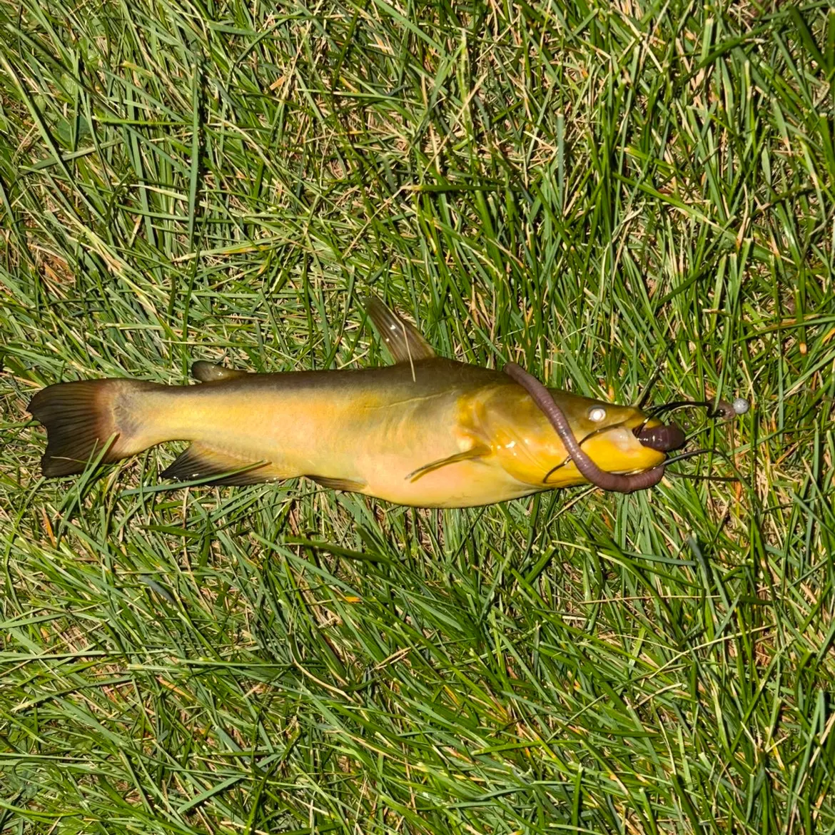 Yellow bullhead caught on Fishbrain