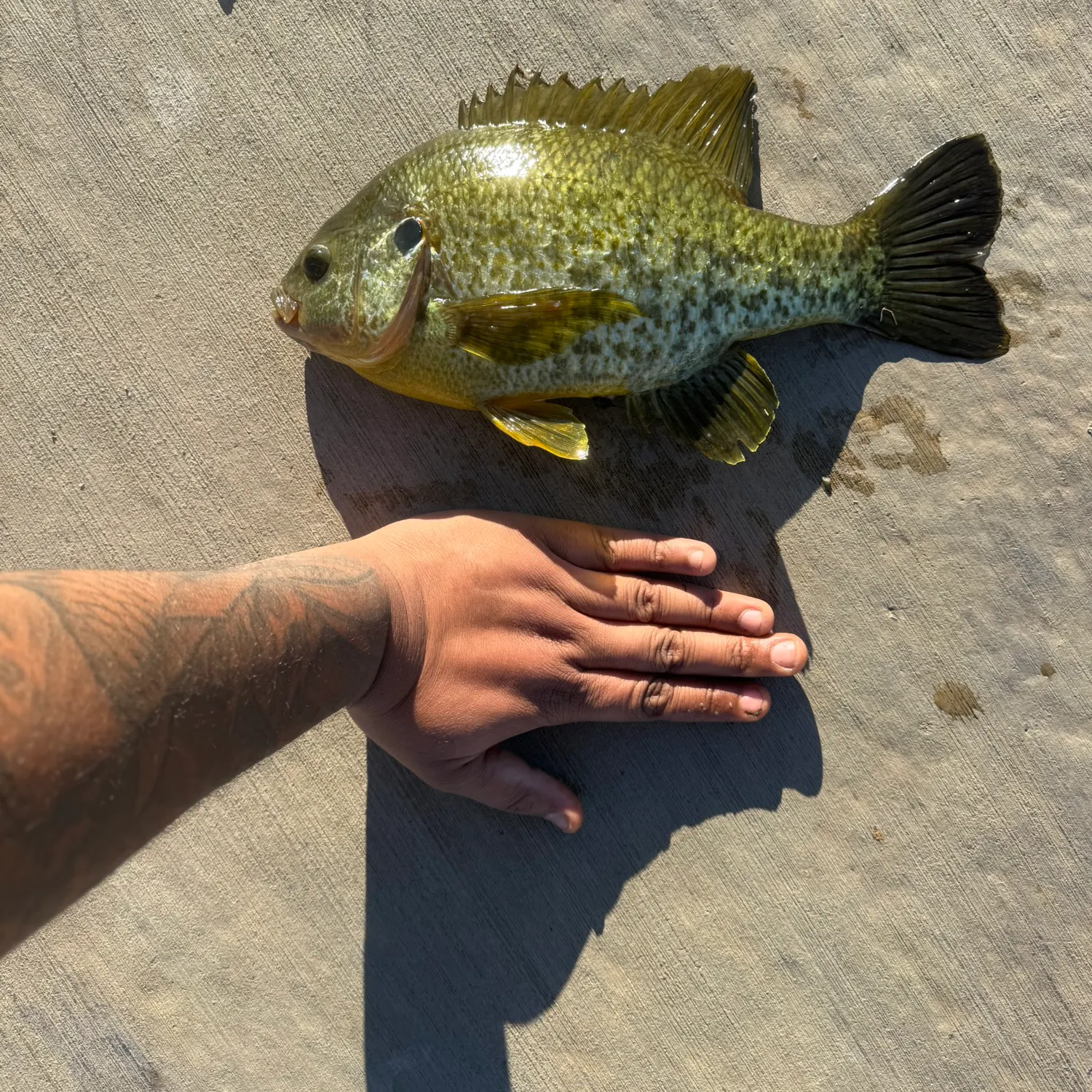 recently logged catches