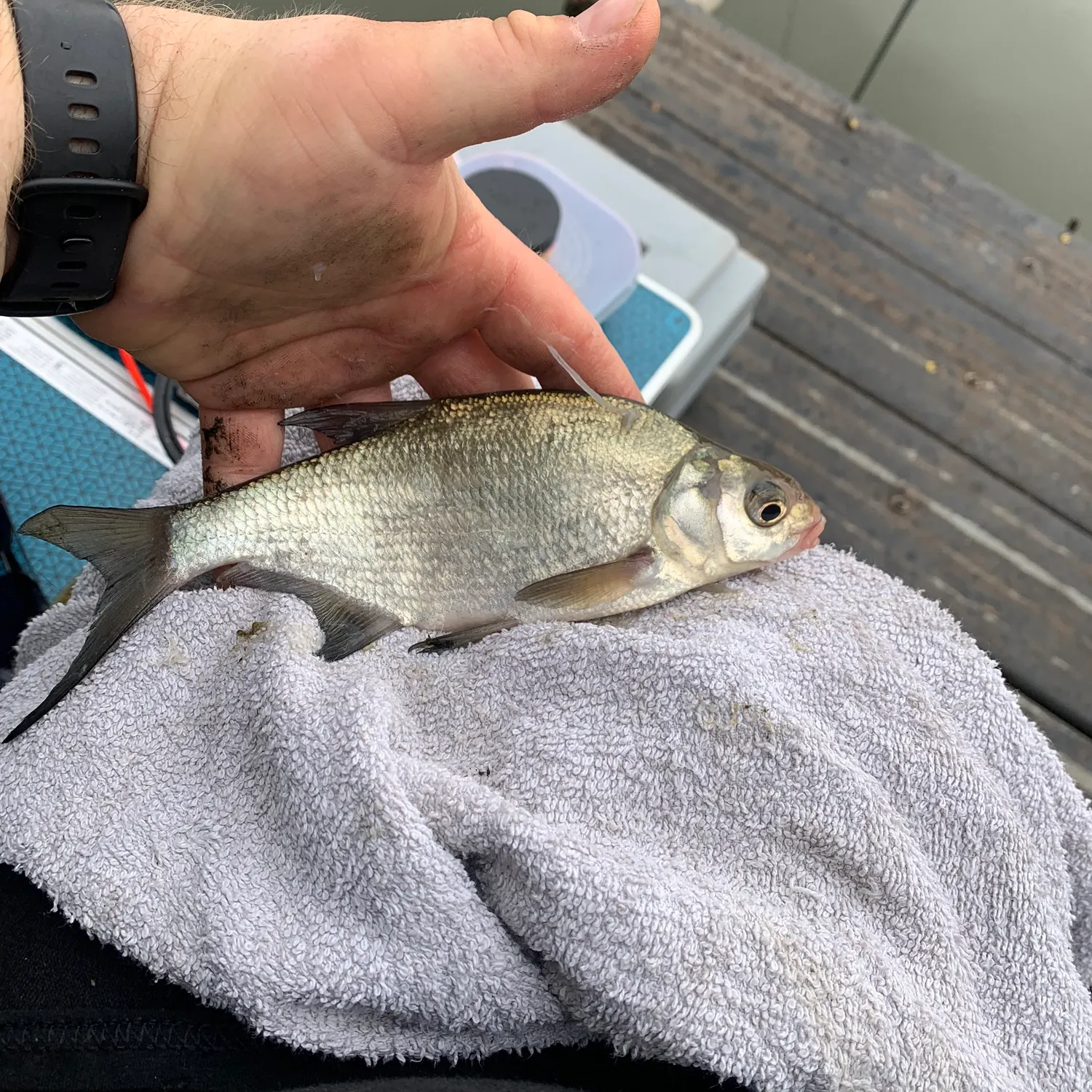 angler catch