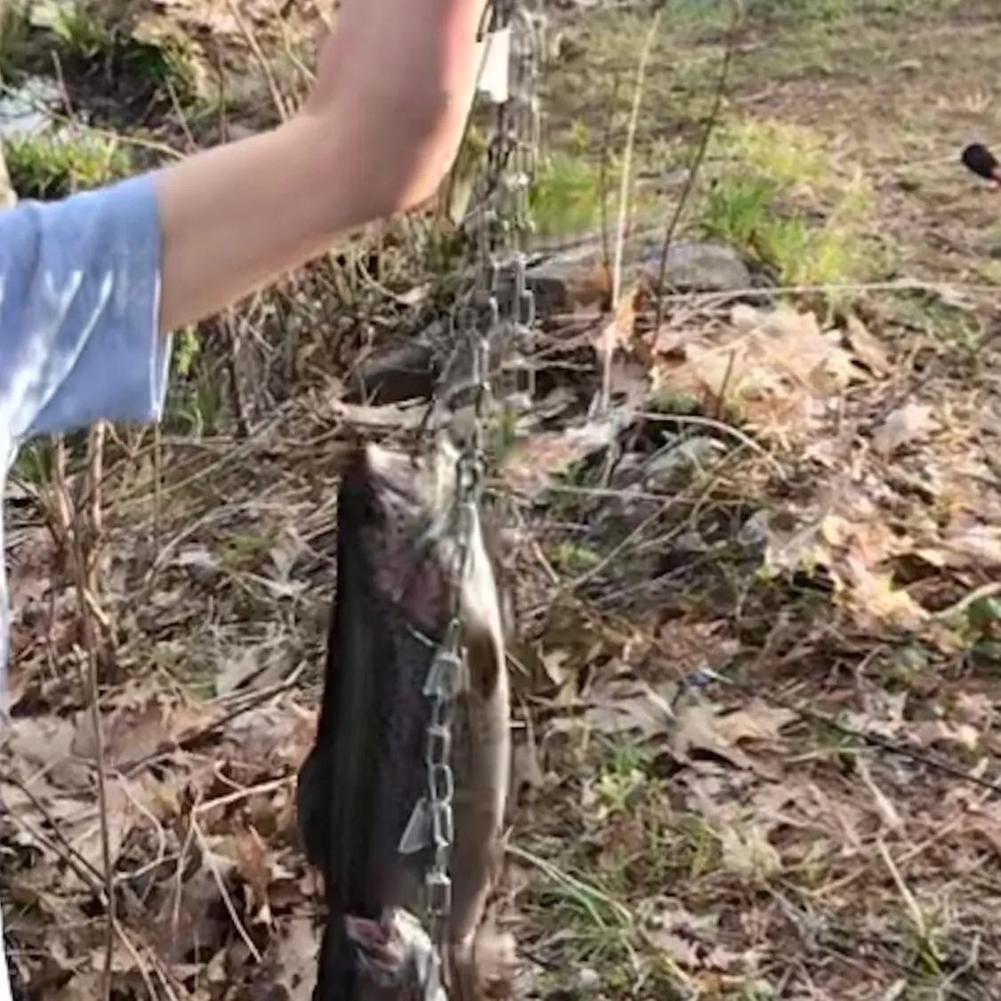 Rainbow trout caught on Fishbrain