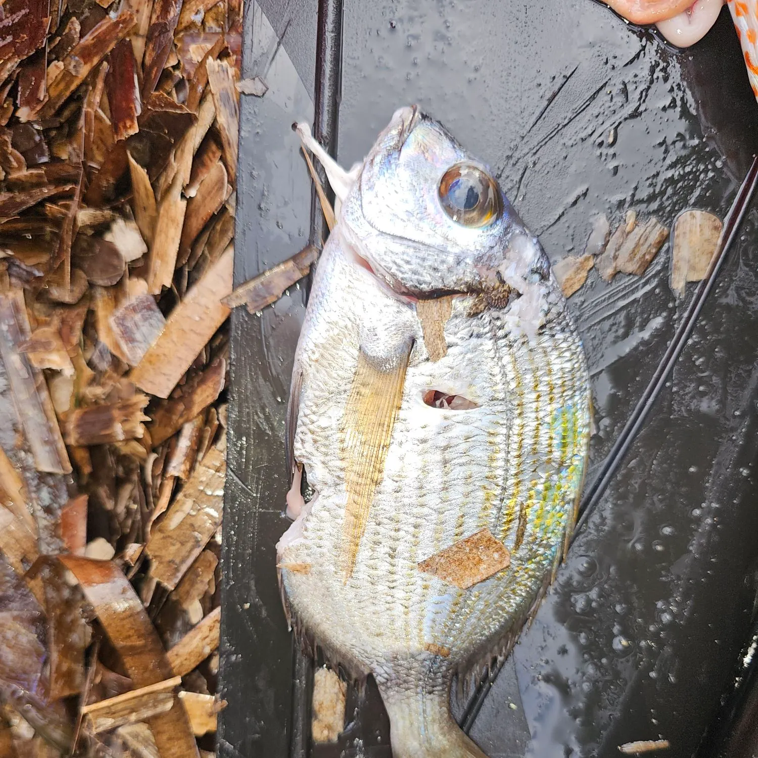 The most recent Common two-banded seabream catches on Fishbrain