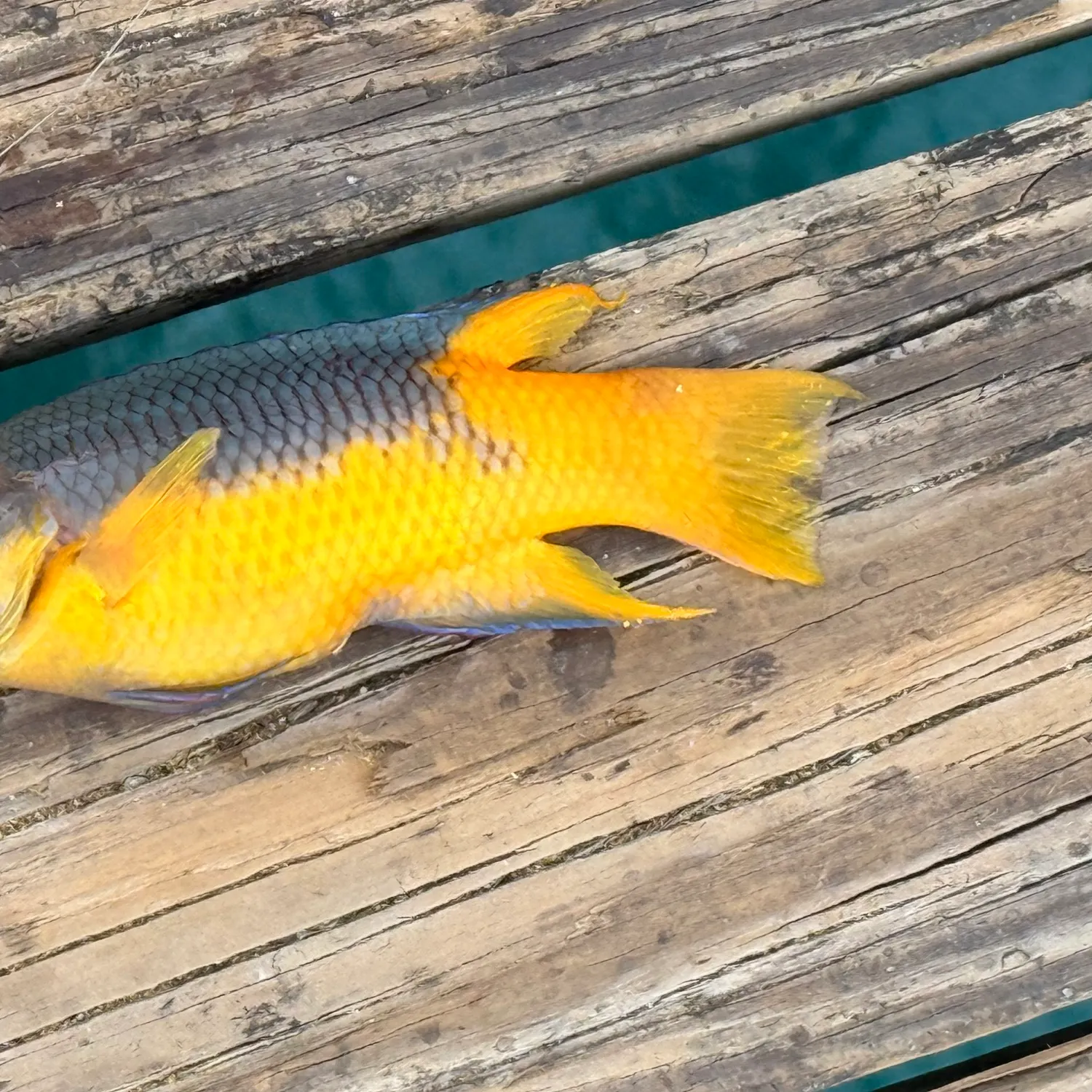 The most recent Spanish hogfish catches on Fishbrain