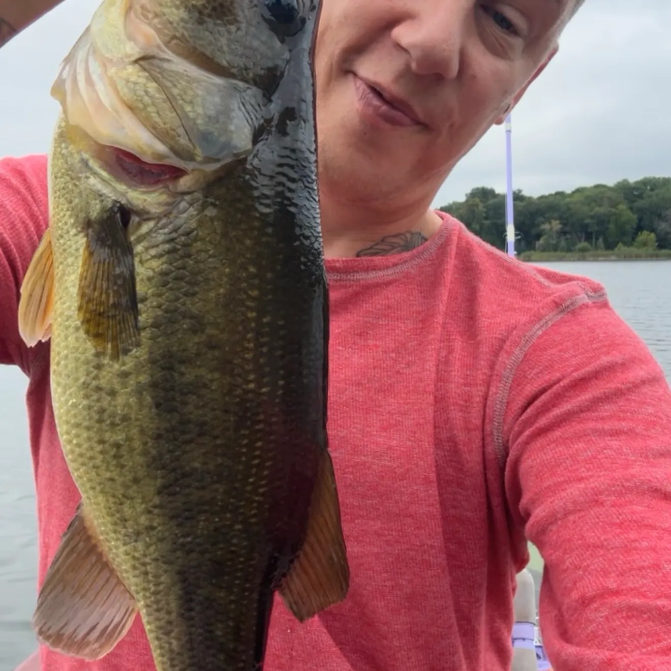 Largemouth bass caught on Fishbrain
