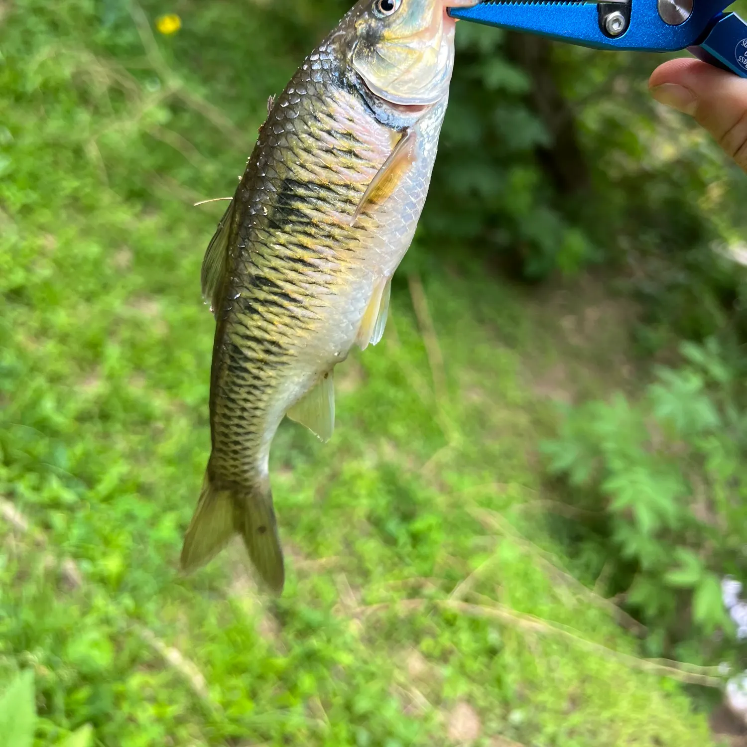 The most recent Redspotted sunfish catches on Fishbrain