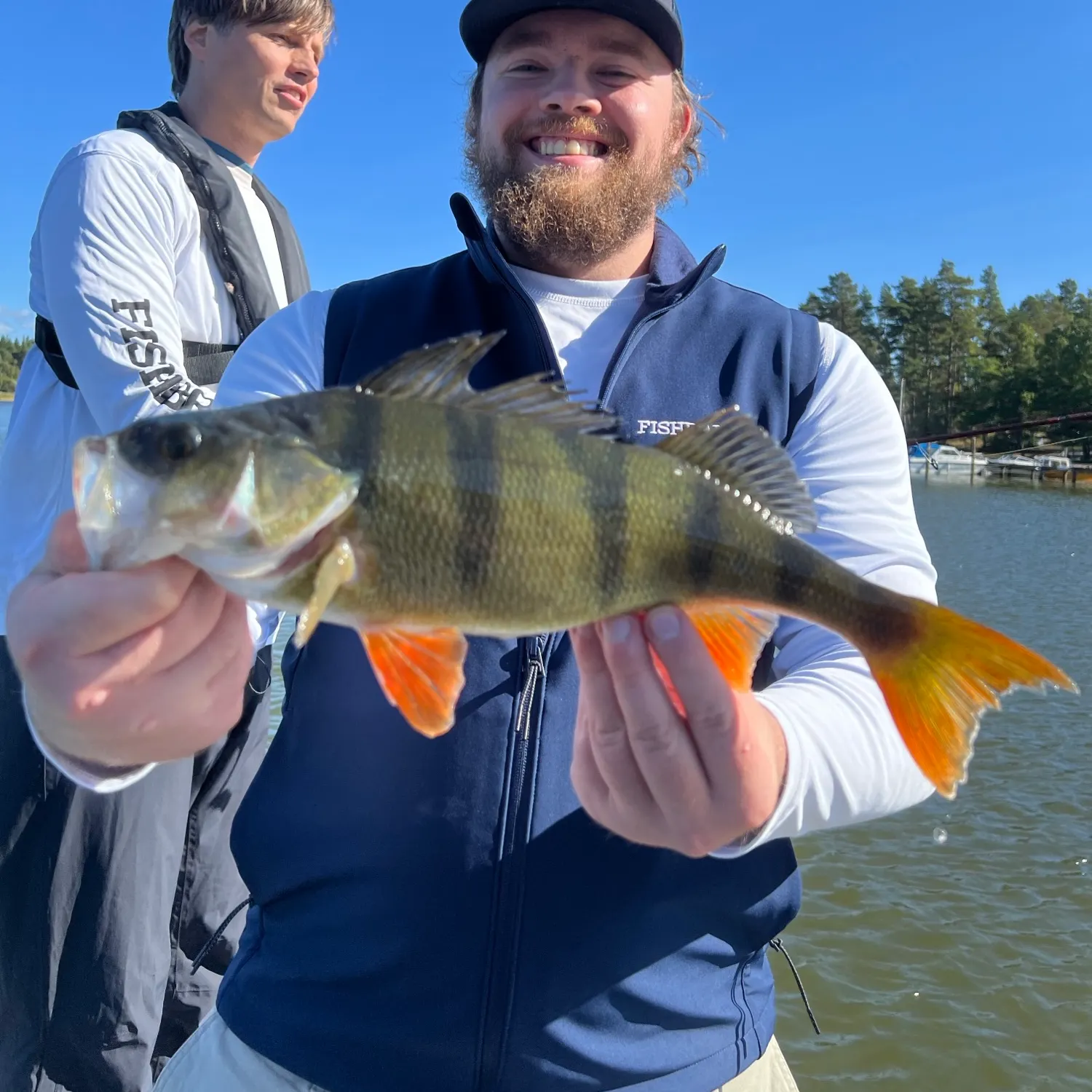 European perch caught on Fishbrain